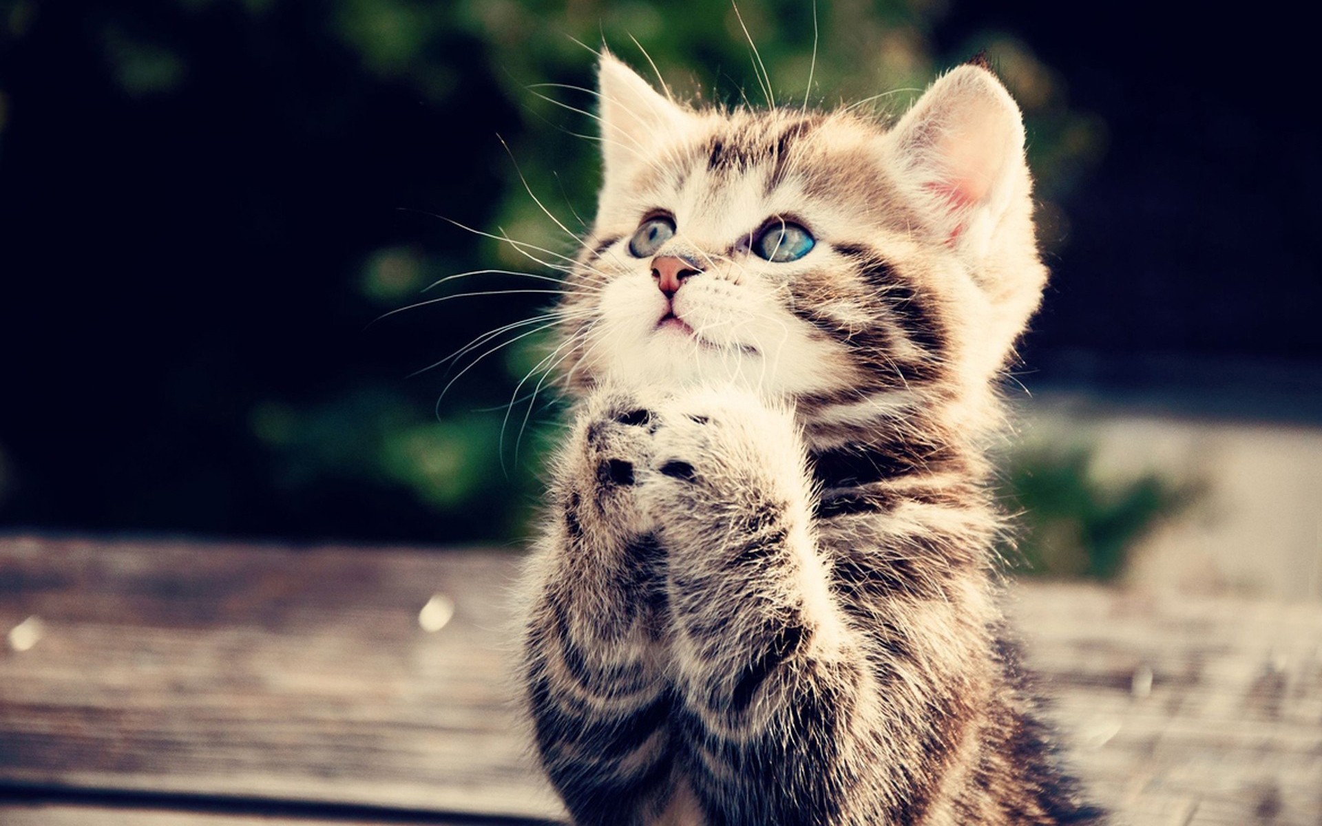 1920x1200 American Shorthair (Kitten, Cute, Look Up) Cat Wallpaper