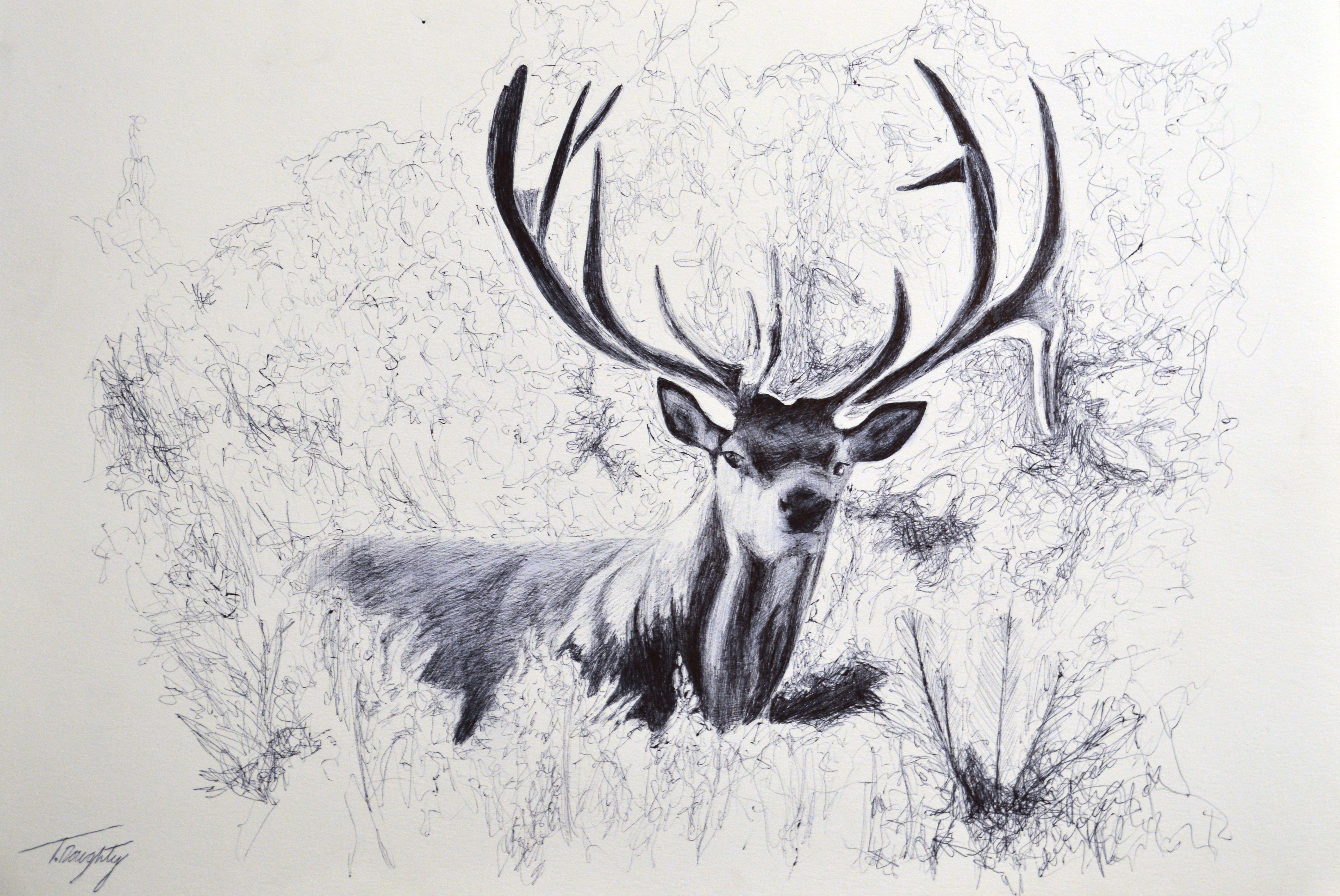 5575x3729 Deer Picture For Background