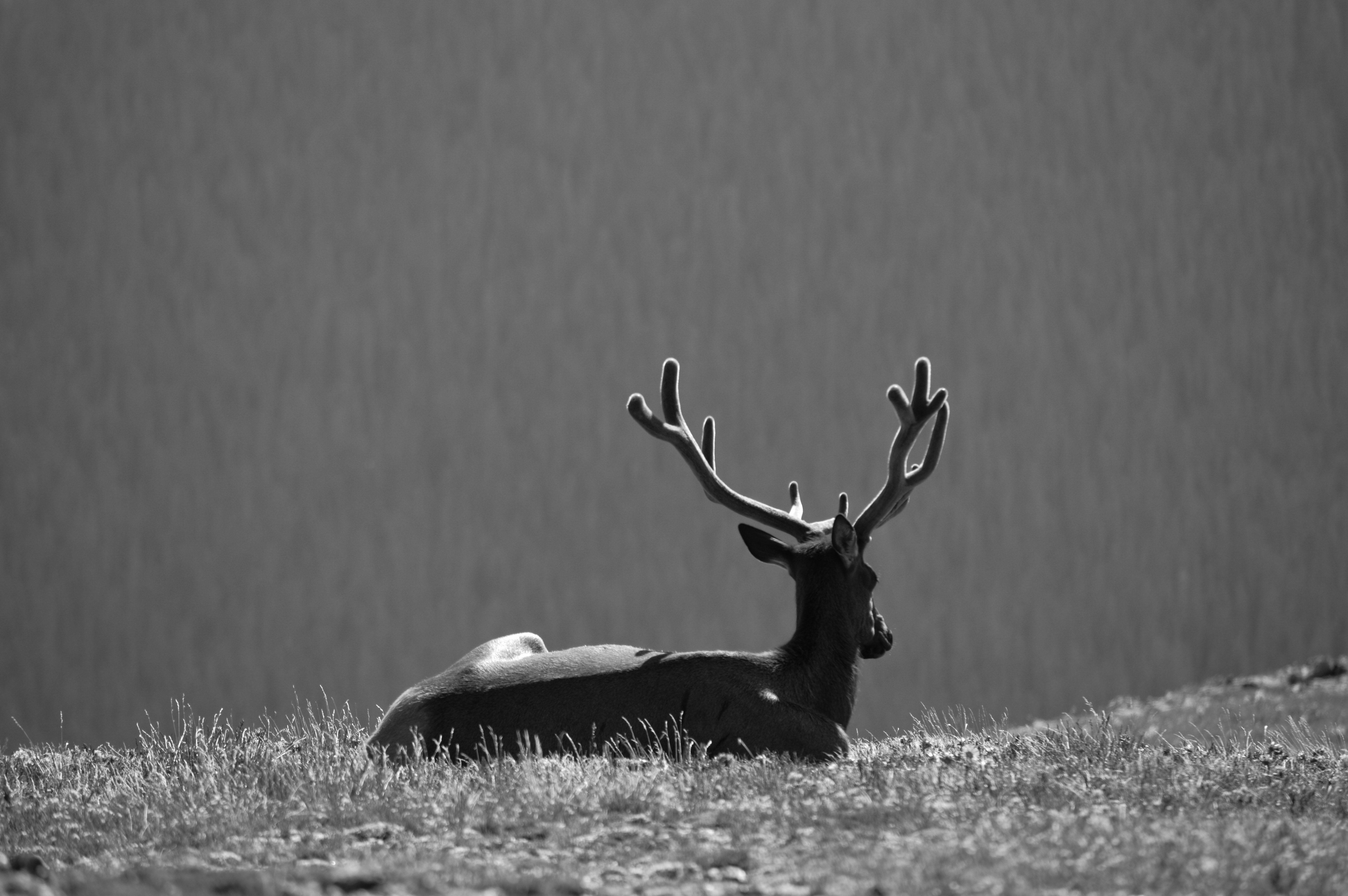 6016x4000 Black And White Deer Head HD Wallpaper Hub