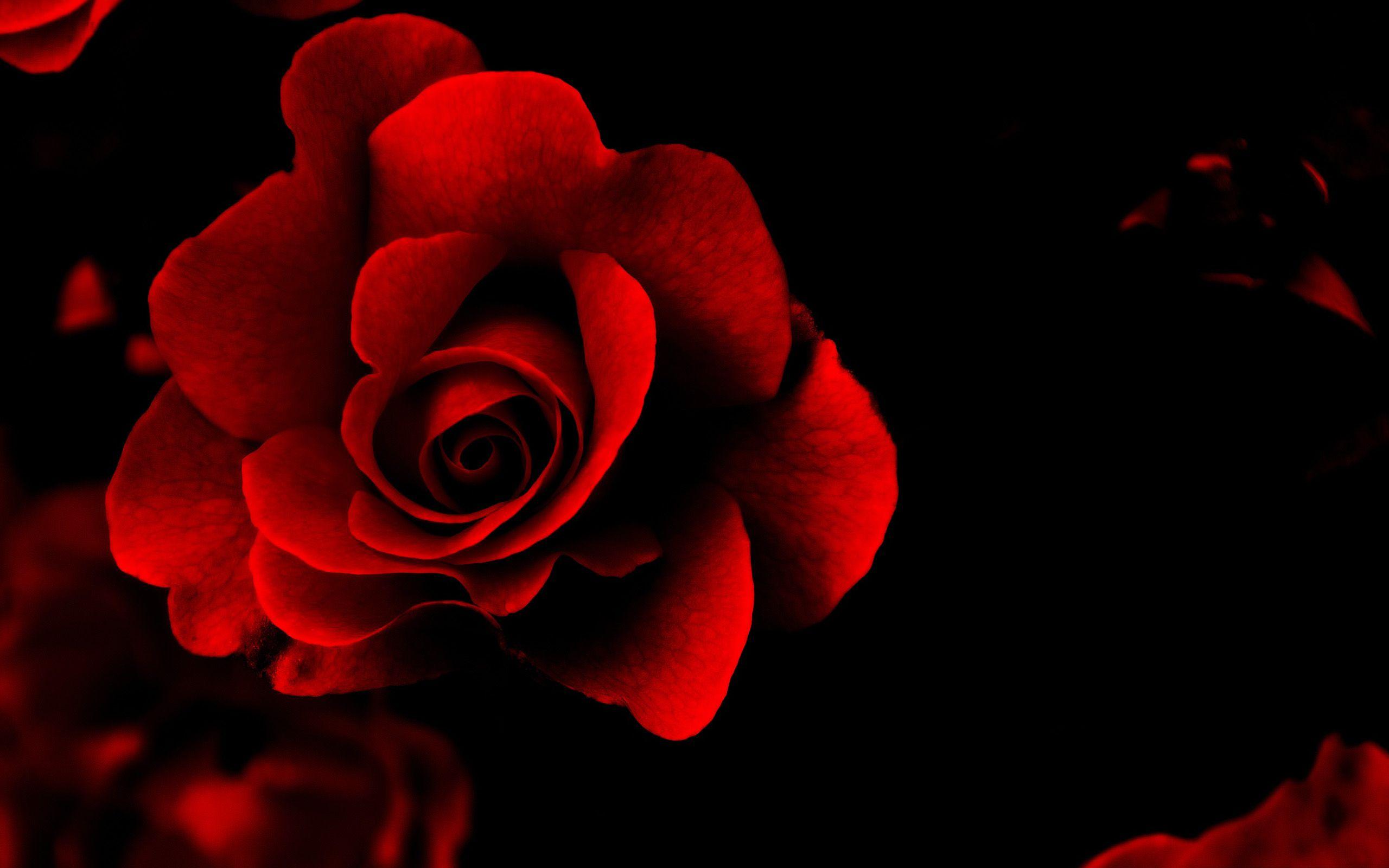 Red Rose Vintage Wallpapers Top Free Red Rose Vintage Backgrounds