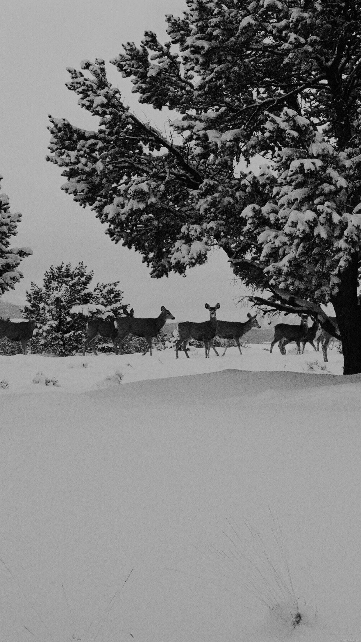 1242x2208 Snow Deer Winter Nature Animals