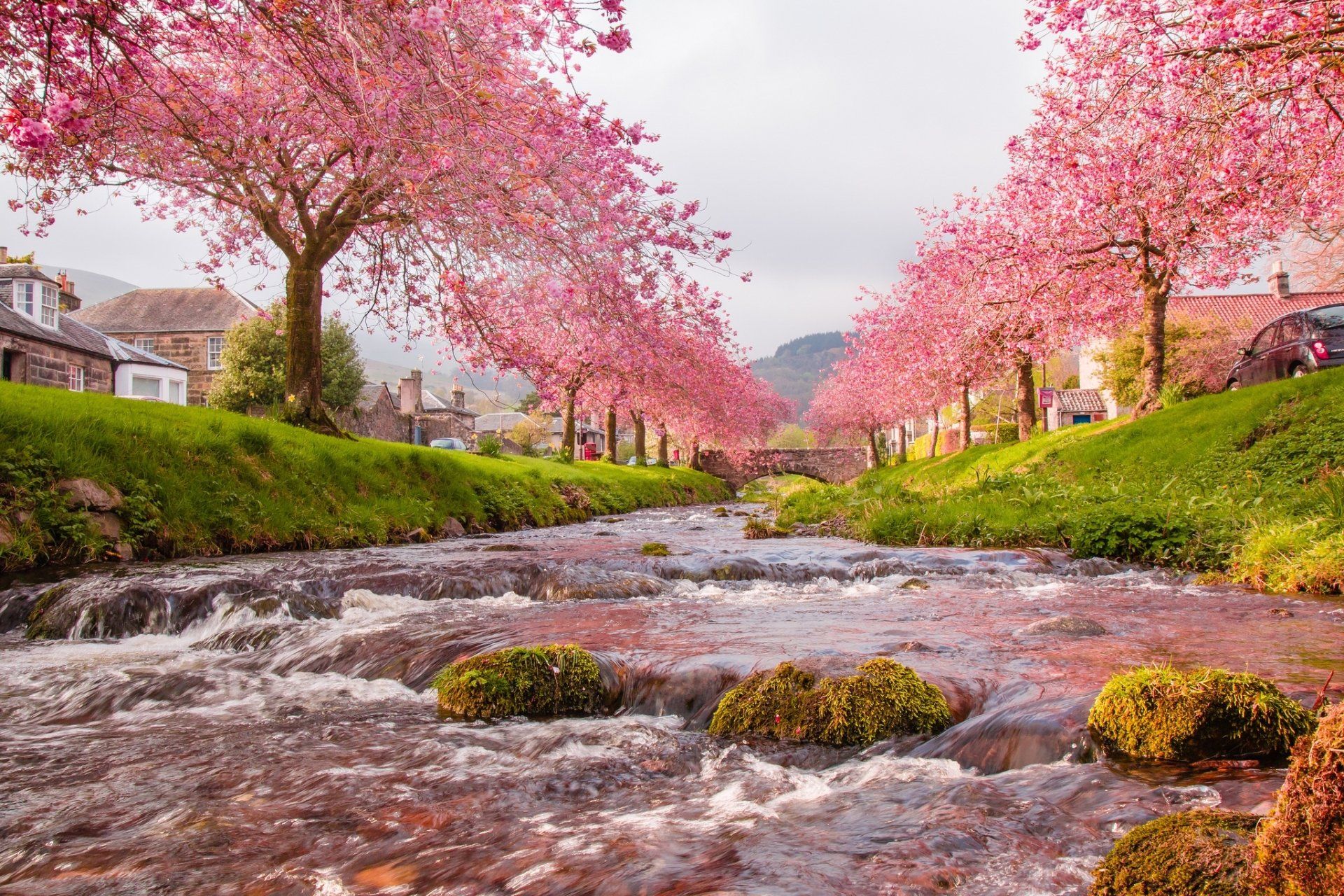 1920x1280 Cherry Blossom Serenity: HD Wallpaper of a River Villagex1365