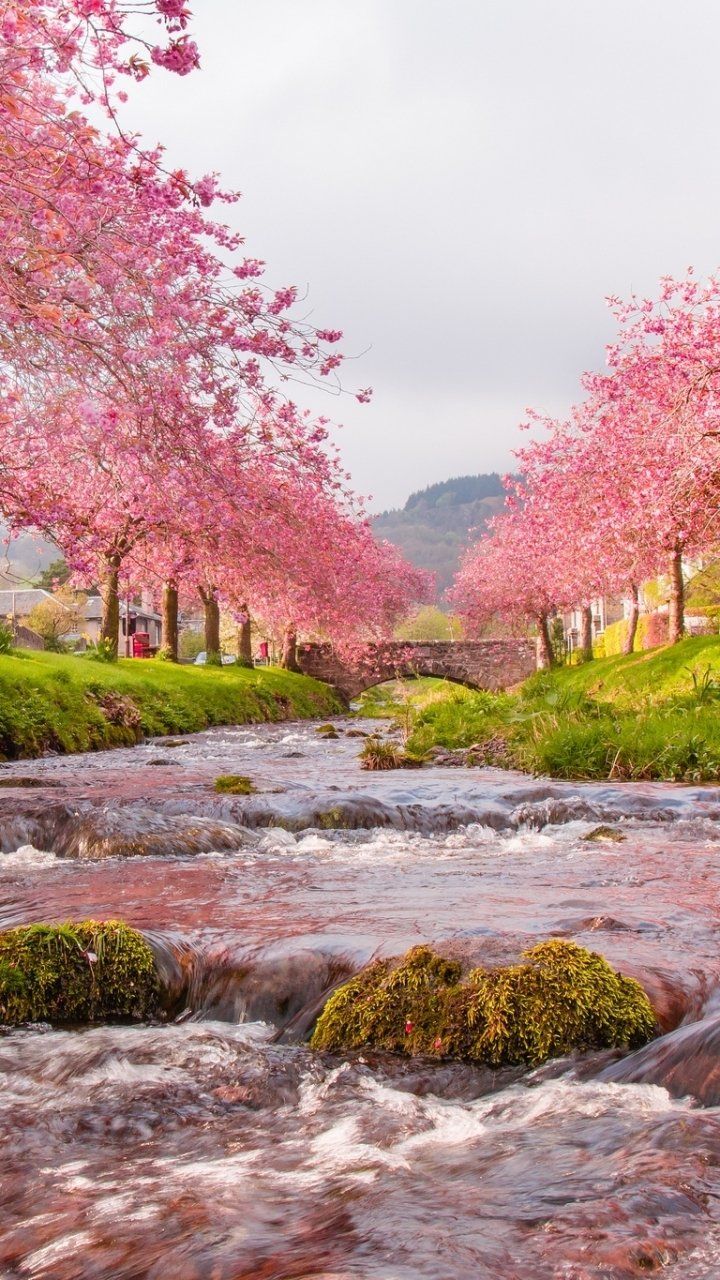 720x1280 Download Nature Sakura Cherry Blossom River Pink Earth Man Made Village Phone Wallpaper