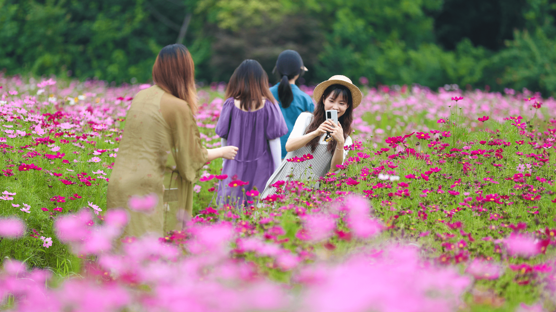 1920x1080 Pink coreopsis flowers in bloom brighten up Zhejiang village