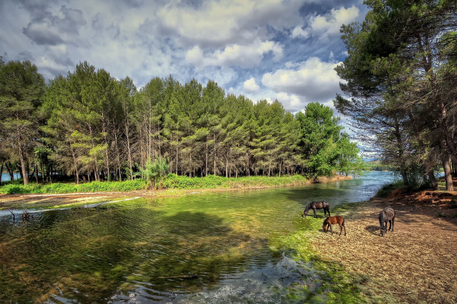 1920x1280 Phone wallpaper: Horses, Nature, Rivers, Forest, Valencia, Spain, Castellon 120231