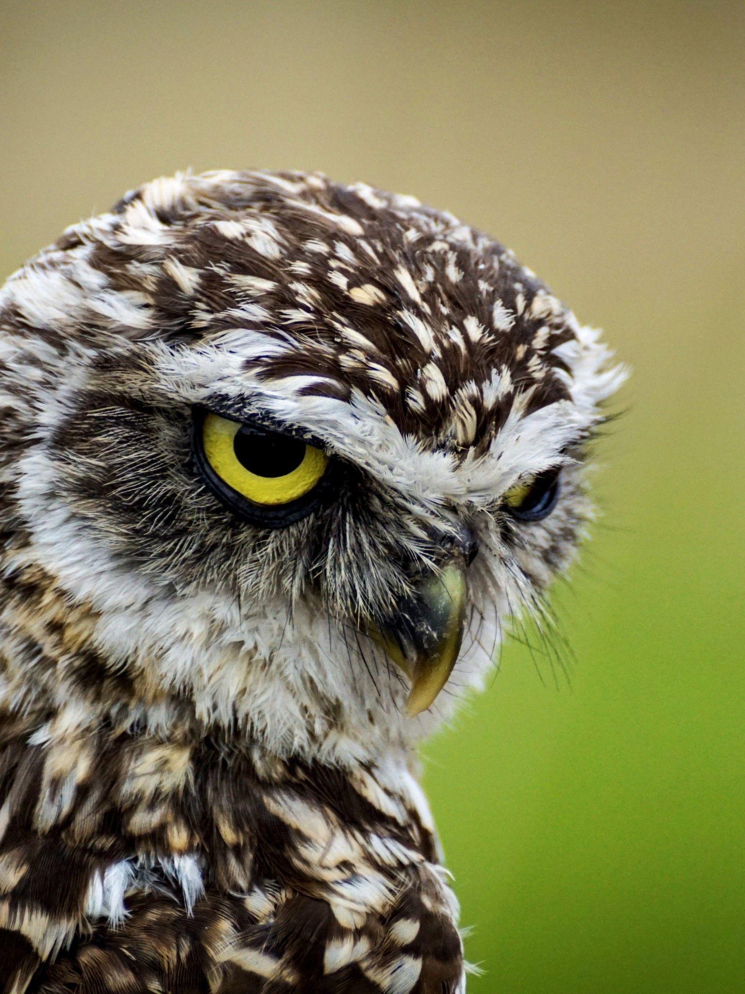1536x2048 Download 1536x2048 Angry Owl, Predator, Birds Wallpaper for Apple iPad Mini, Apple IPad 4