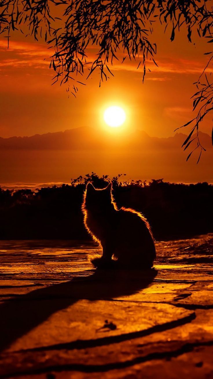736x1308 Cat Enjoying Sunset 4K Ultra HD Mobile Wallpaper for iPhone & Android