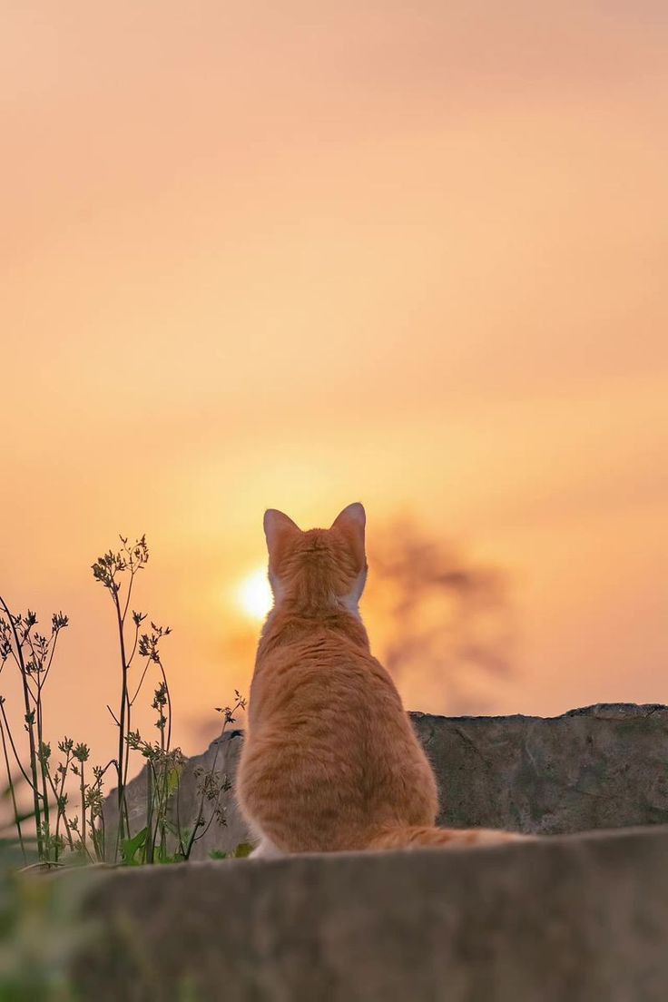 736x1104 Aesthetic Cat Wallpaper. Orange and White Cat at Sunset. Sunrise cat photography, Warm sunrise cat photo, Calm sunset cat scene
