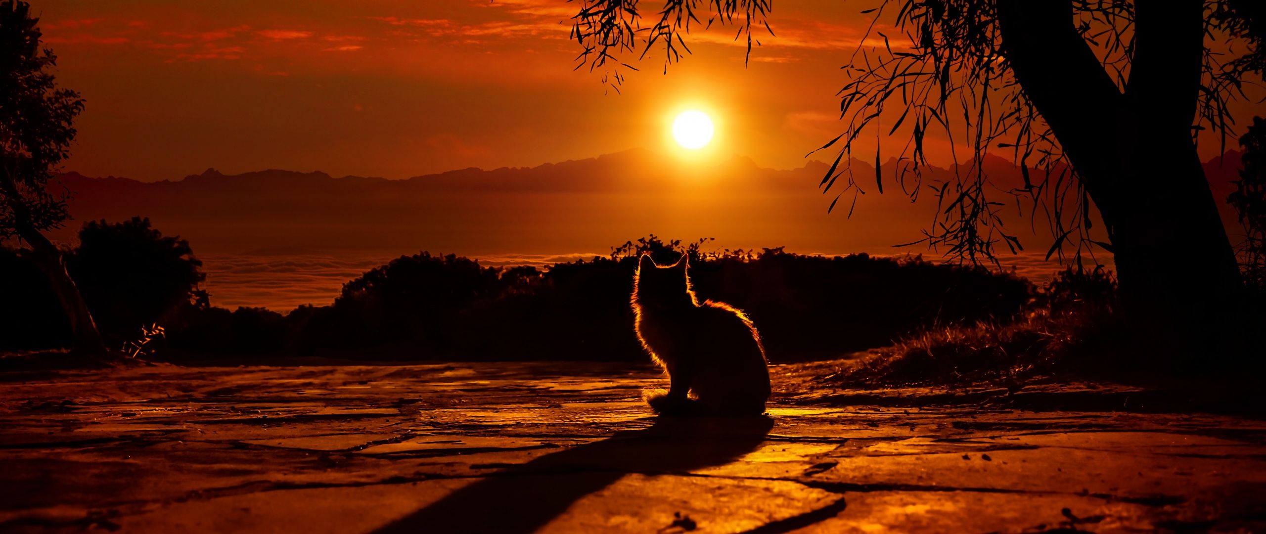 2560x1080 Cat Wallpaper 4K, Silhouette, Sunset, Orange sky
