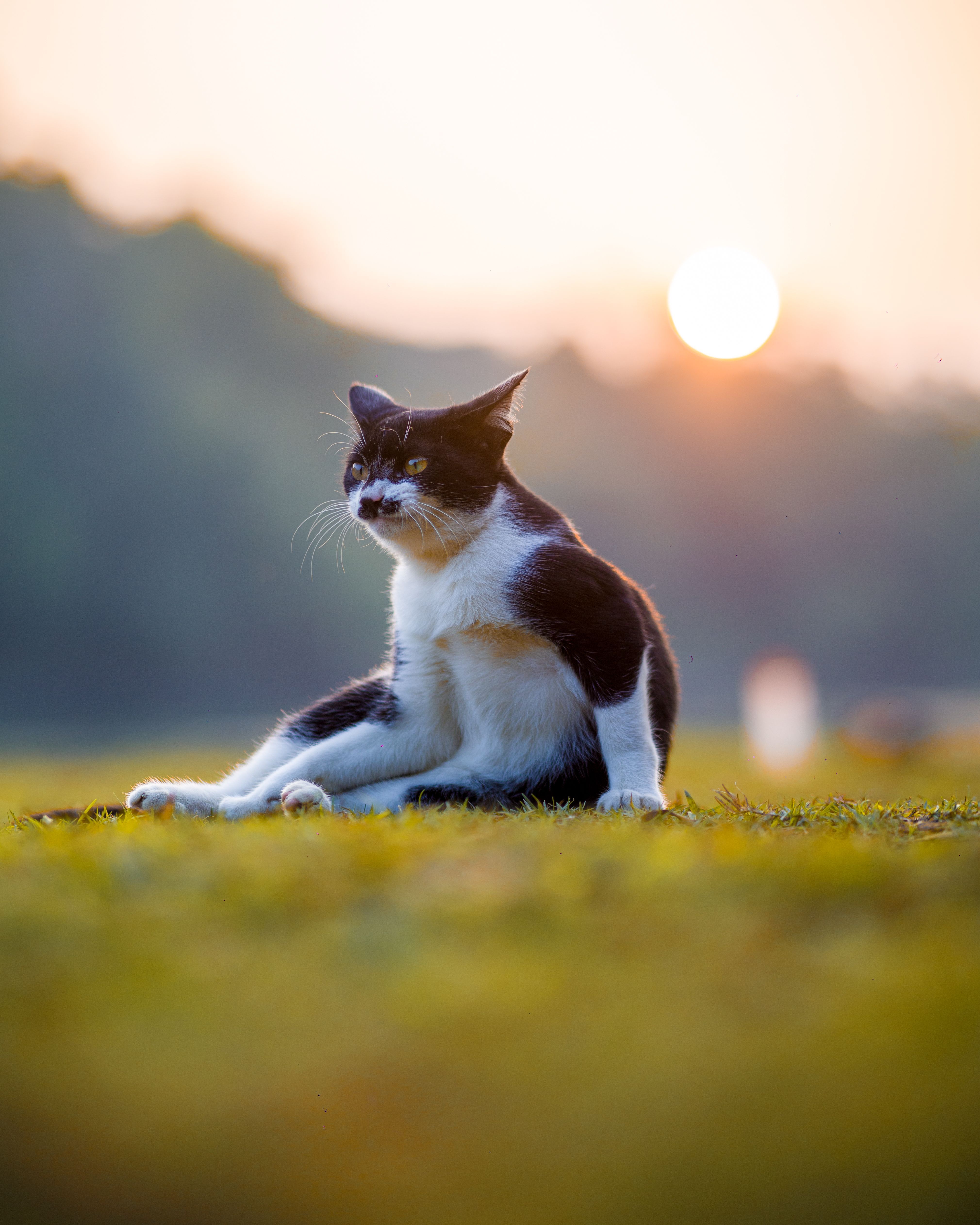 4039x5049 Cat In Sunset Photo, Download The BEST Free Cat In Sunset & HD Image
