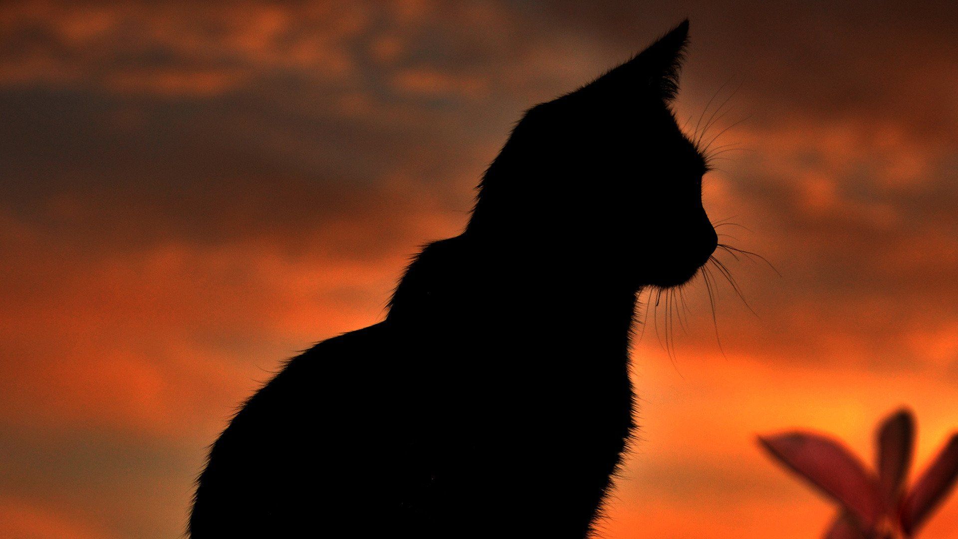1920x1080 Majestic Cat Silhouette at Sunset Animal Wallpaperx1080