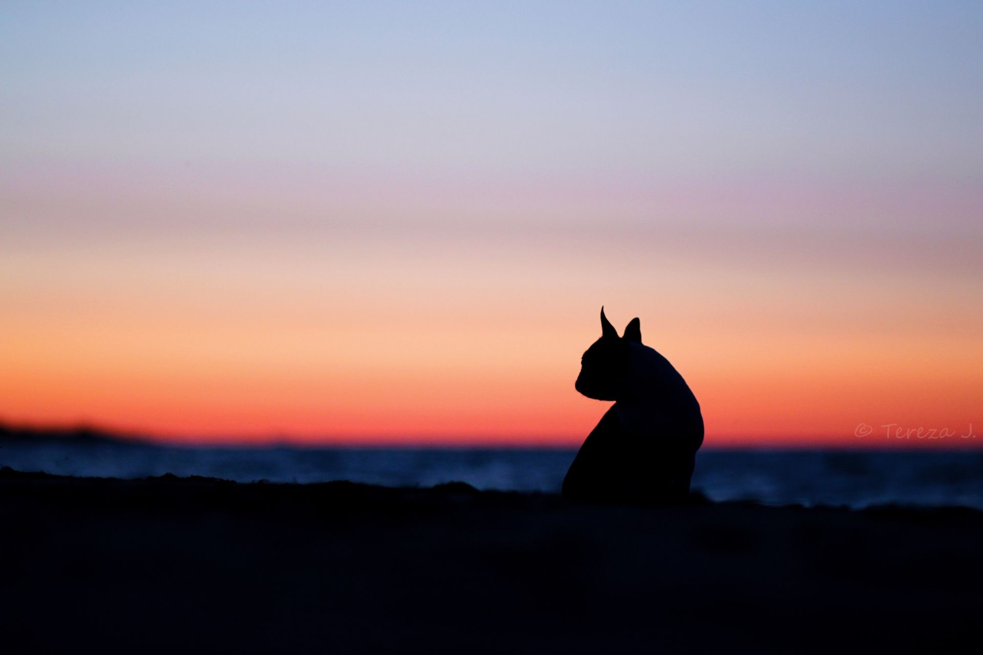 1920x1280 Wallpaper cat, the sky, sunset, nature, background, mood, widescreen, Wallpaper for mobile and desktop, section кошки, resolution 1920x1280