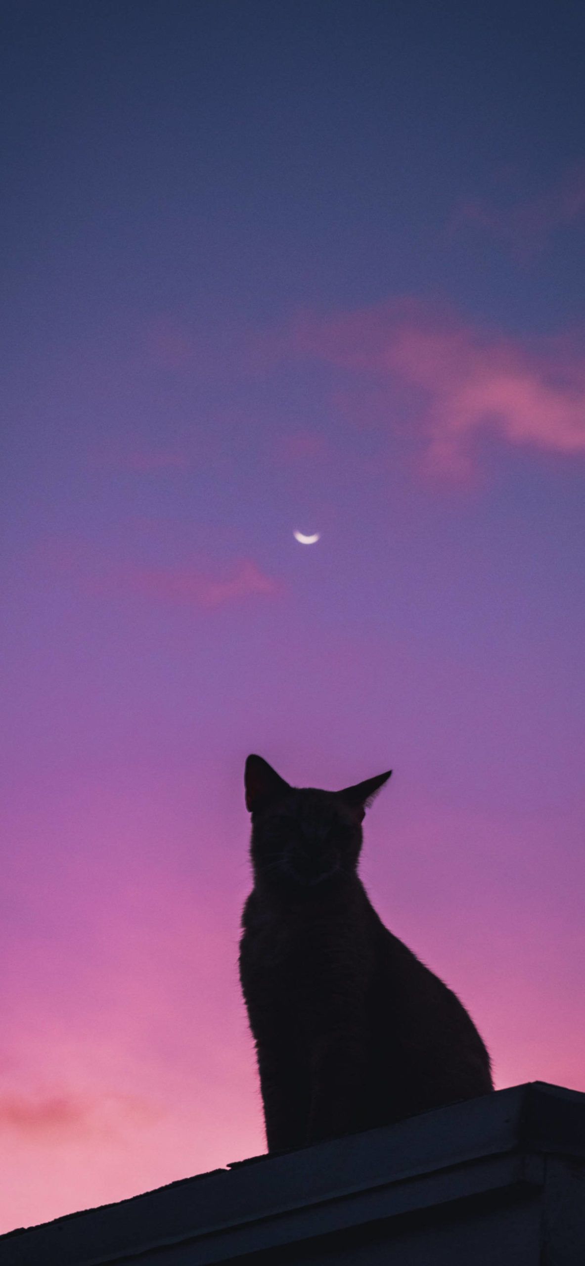 1183x2560 Cat Sunset Wallpaper