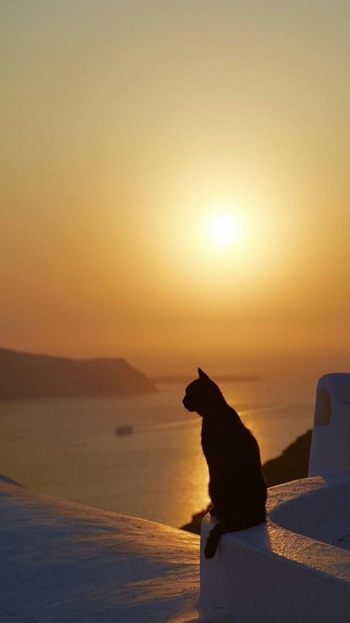 720x1280 Sunset wallpaper