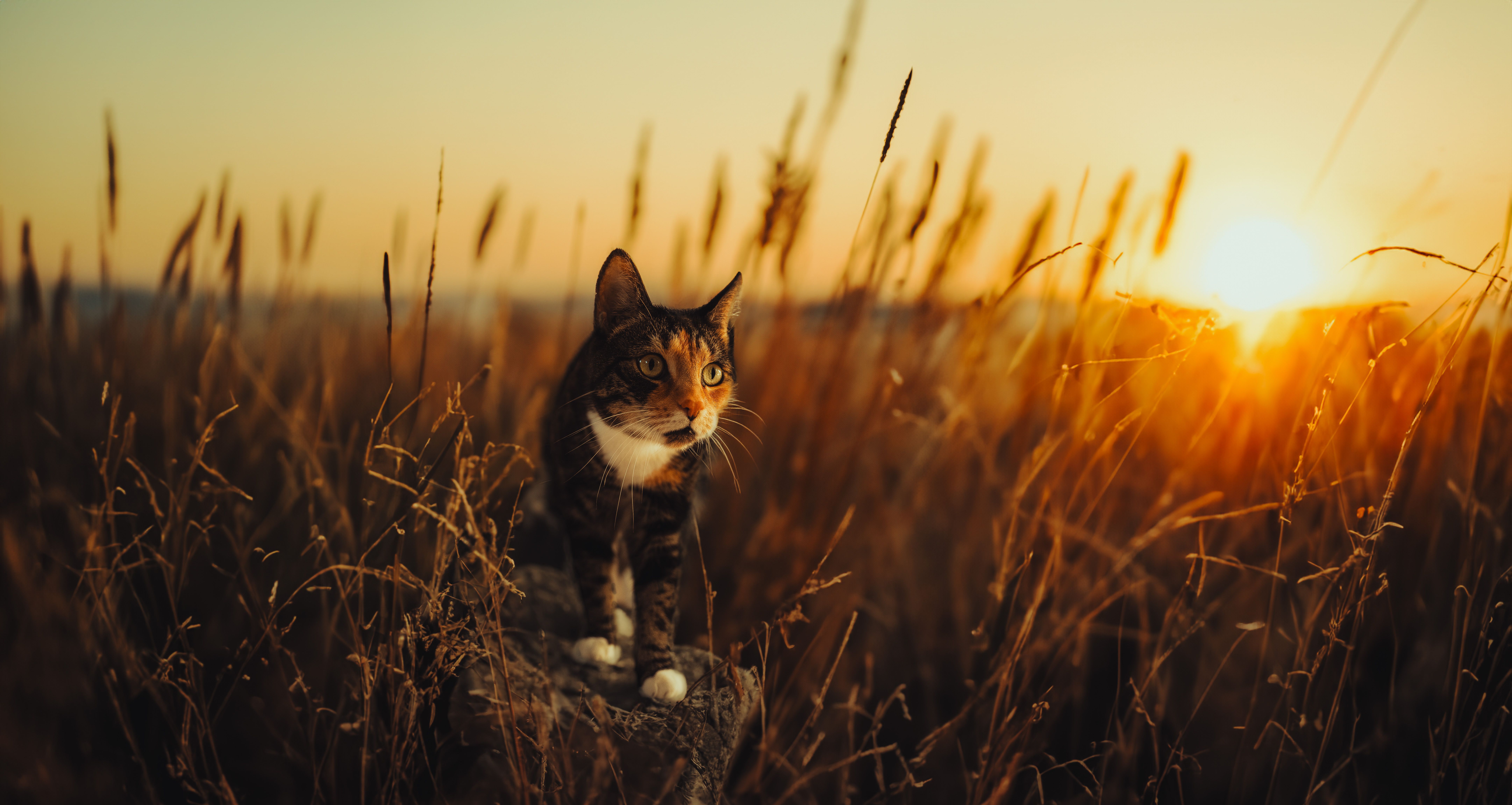8648x4608 Cat on a Field During Sunset · Free