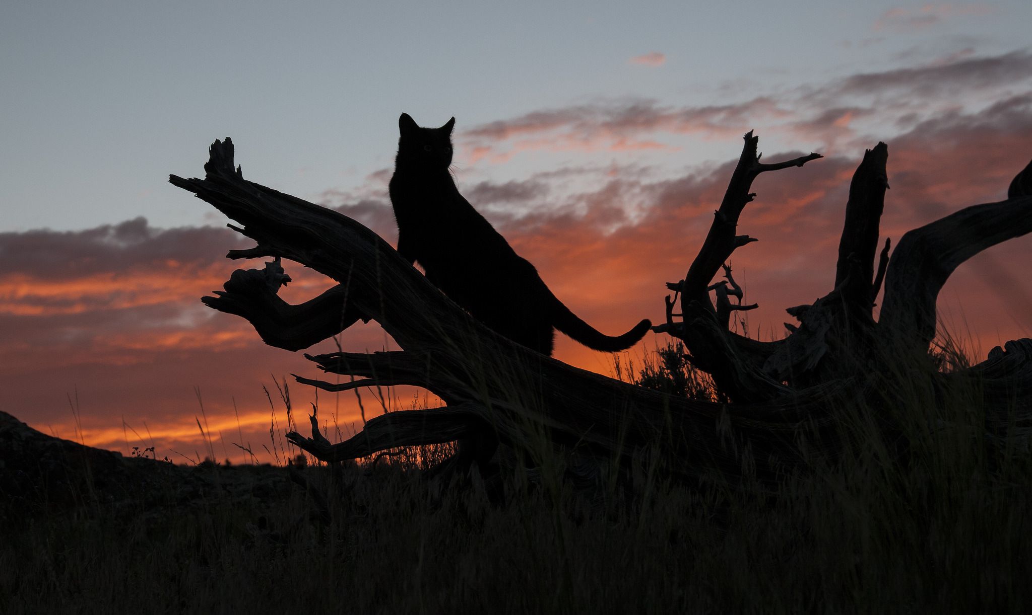 2048x1222 Wallpaper cat, sunset, silhouette, log for mobile and desktop, section кошки, resolution 2048x1222