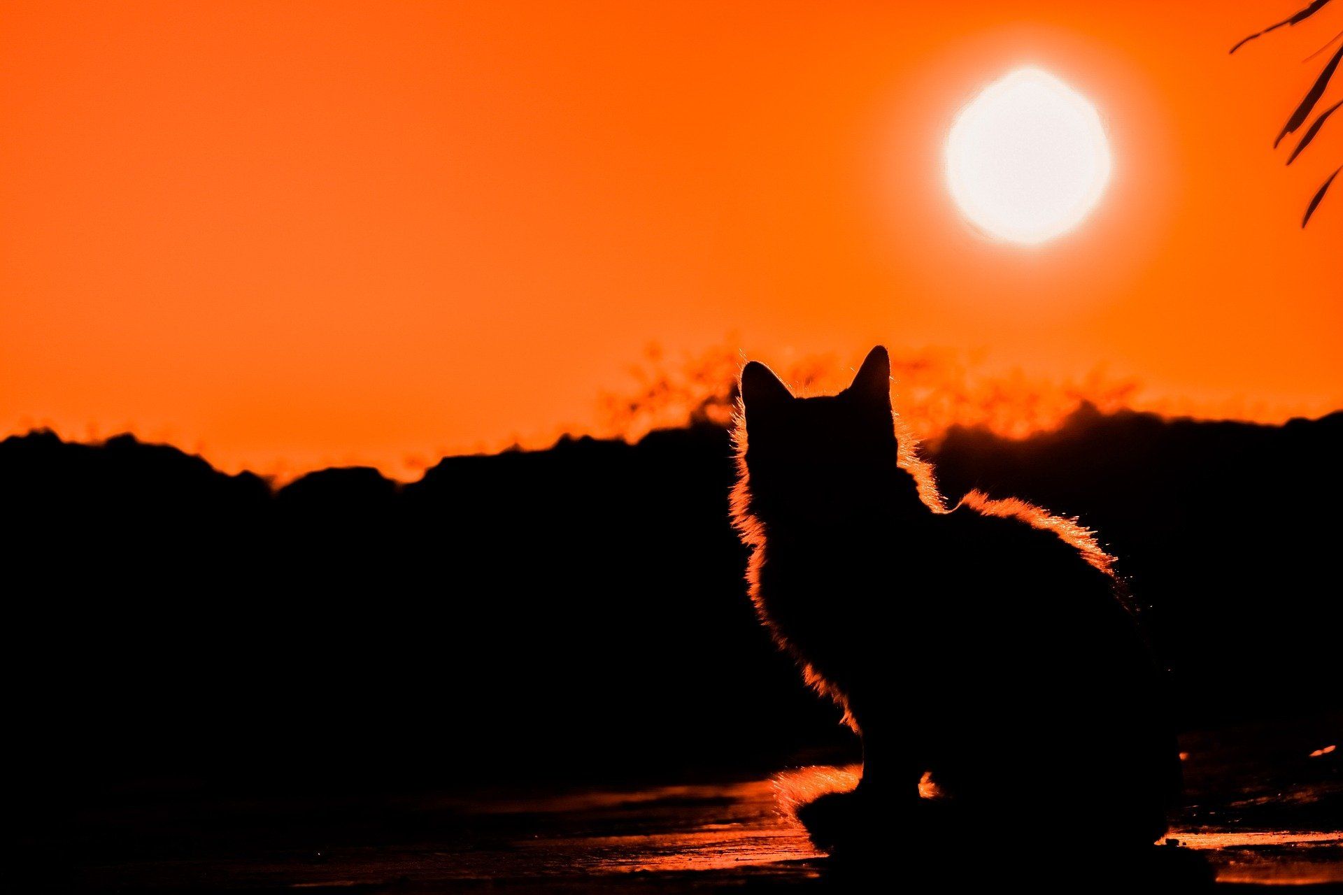 1920x1280 Sunset Sentinel