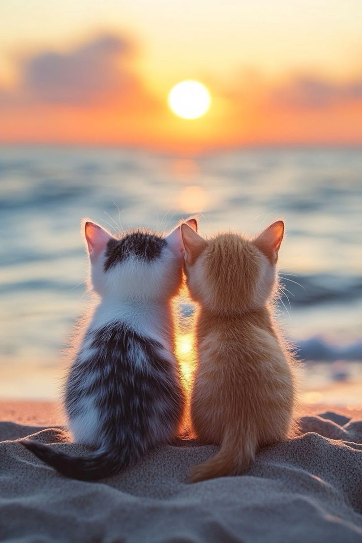 736x1104 Two Kittens Enjoying a Beautiful Sunset
