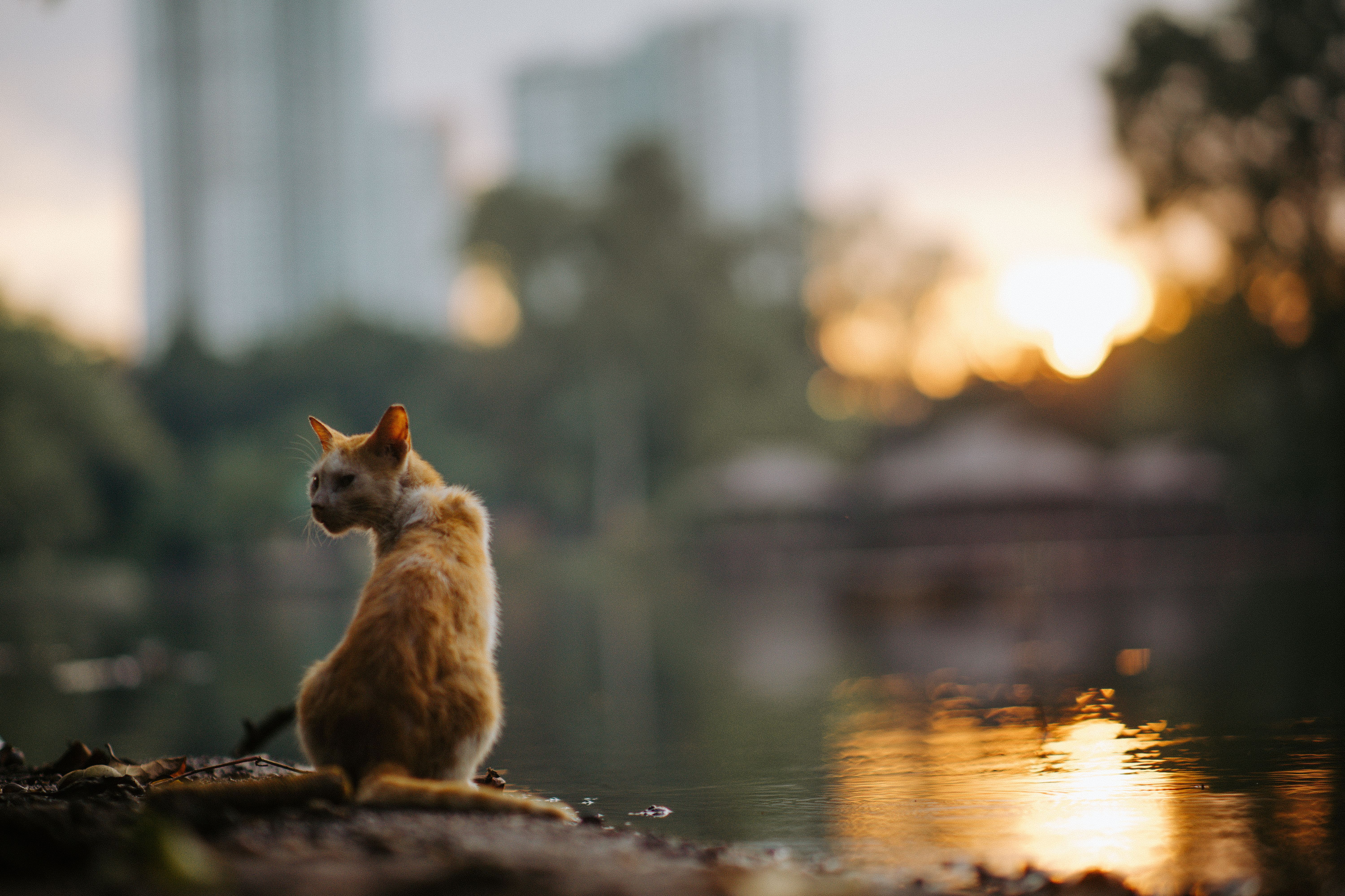 6000x4000 Cat At Sunset Photo, Download The BEST Free Cat At Sunset & HD Image