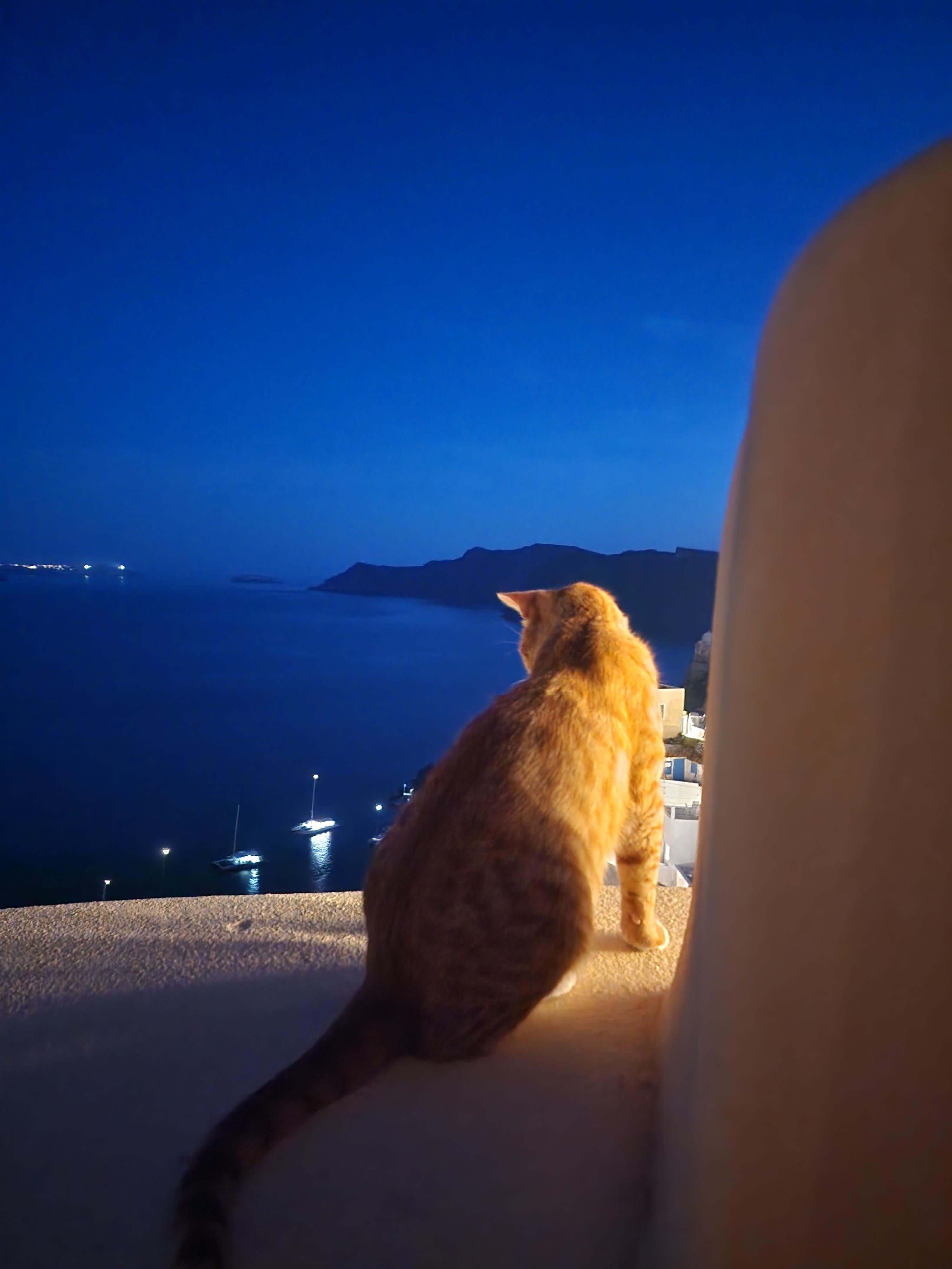 3000x4000 The best cat photo of my life so far, watching the Santorini sunset