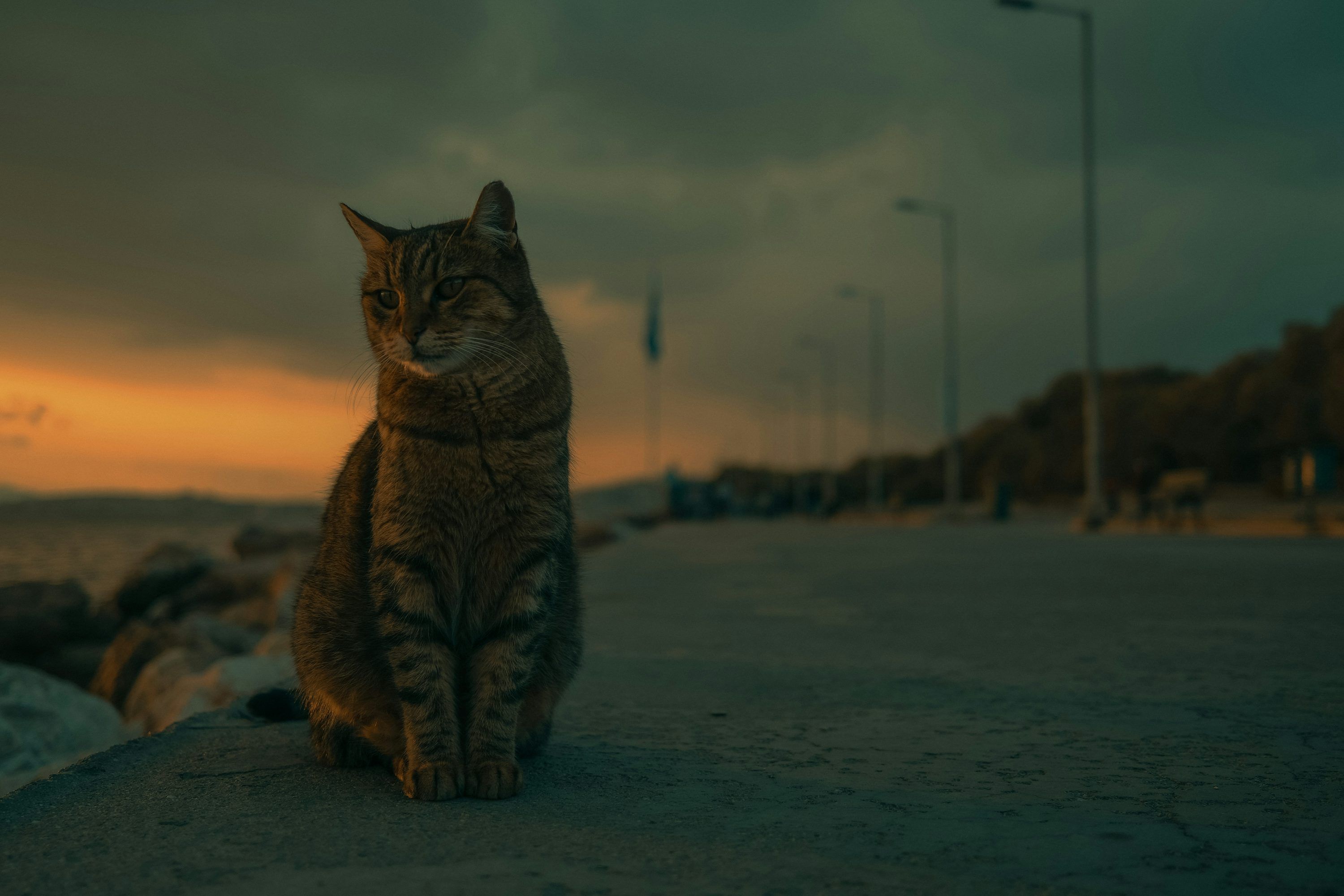 3000x2000 A cat is sitting on a ledge near the water photo