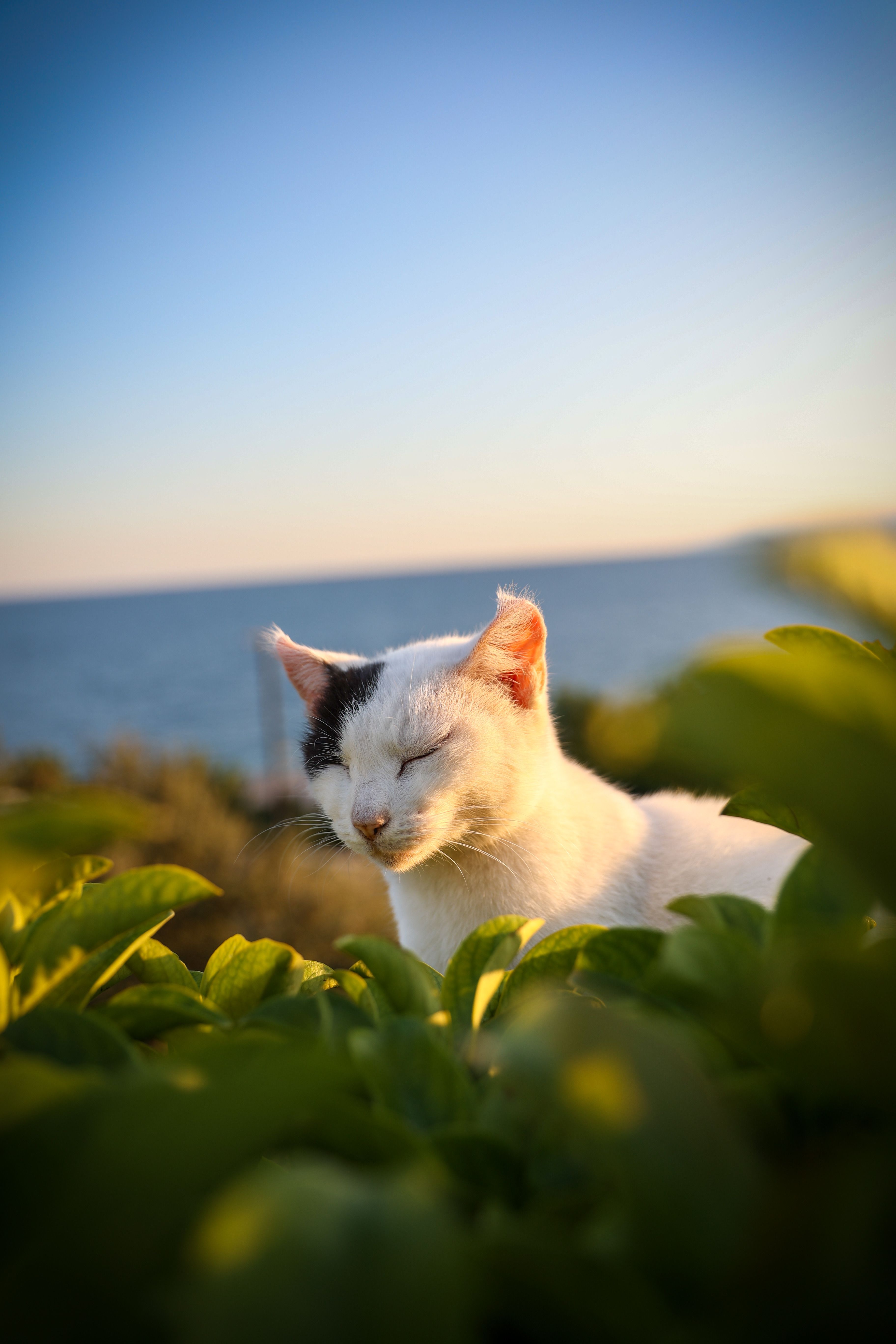 3648x5472 Cat In Sunset Photo, Download The BEST Free Cat In Sunset & HD Image