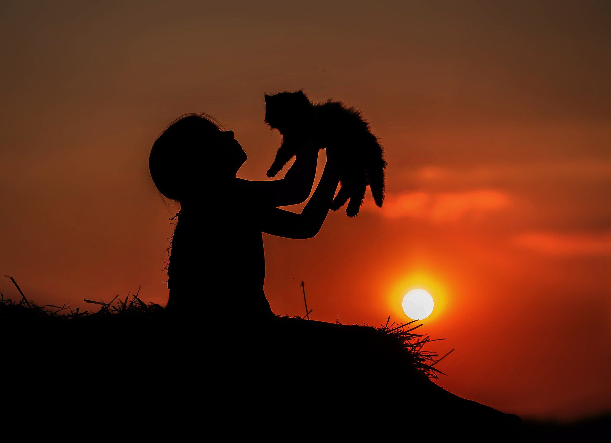 2000x1449 evening, Haystack, Hay, Baby, Kitten, Play, Sunset, Sun, Cat Wallpaper HD / Desktop and Mobile Background