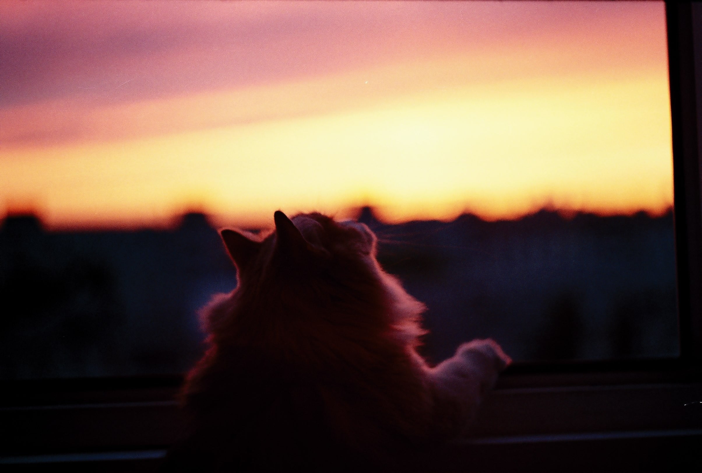 2409x1622 Orange tabby cat, window sill, cat, animals, sunset HD wallpaper
