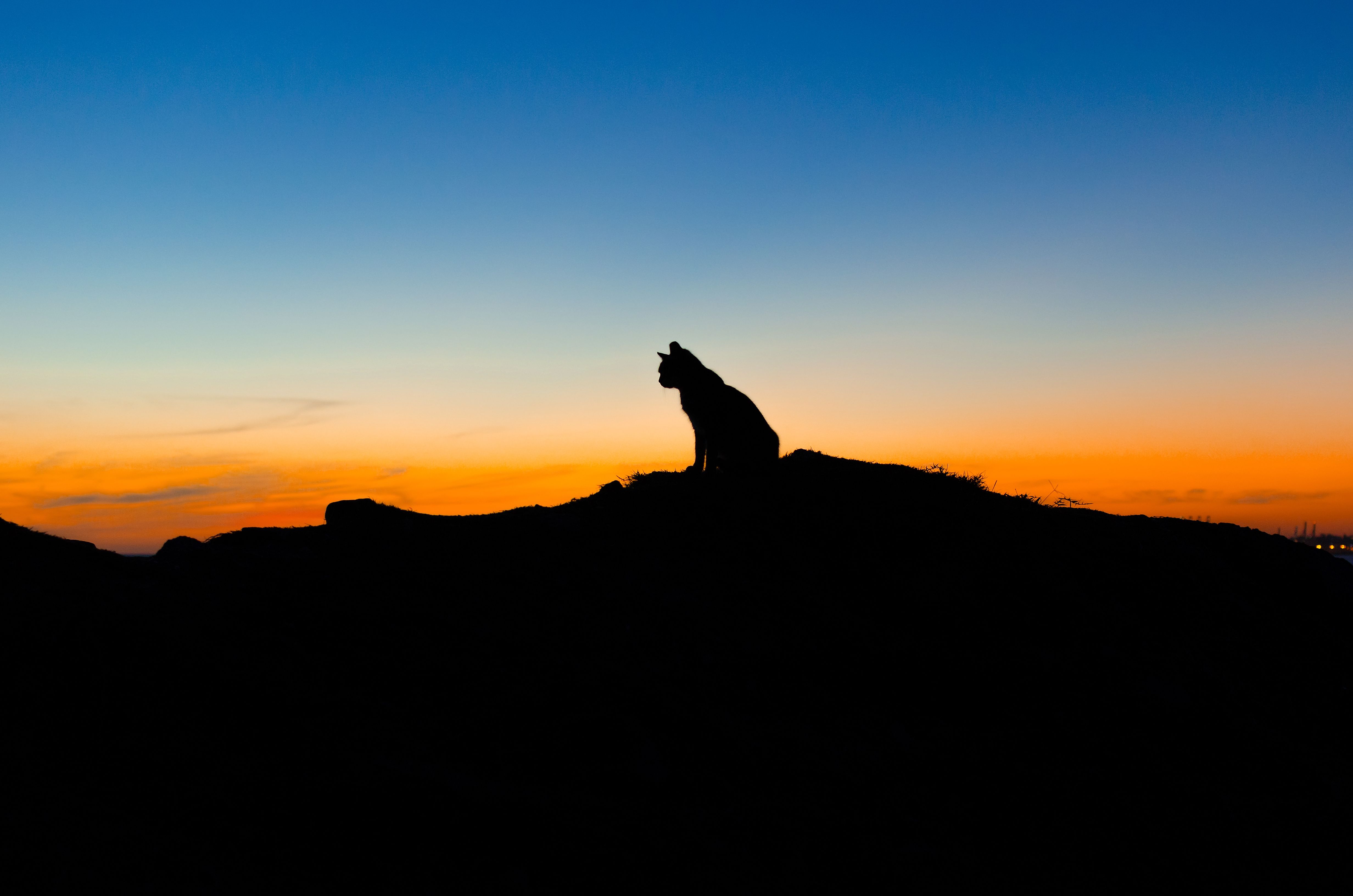 4928x3264 Wallpaper cat, the sky, sunset, animal, silhouette, sitting for mobile and desktop, section кошки, resolution 4928x3264