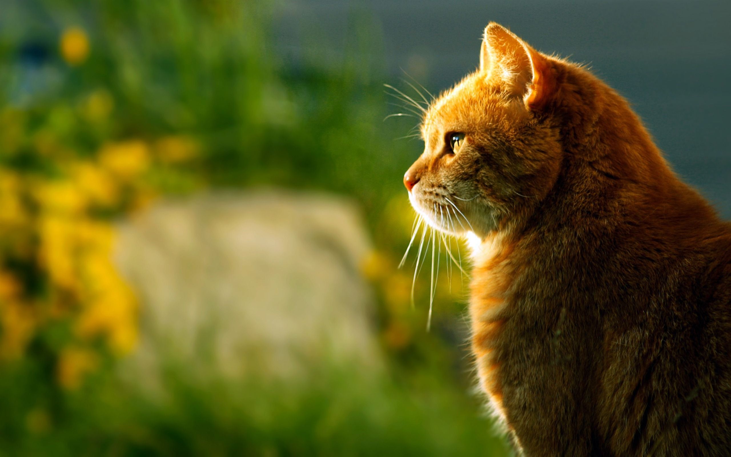 2560x1600 Cute pet yellow cat sunset animal closeup