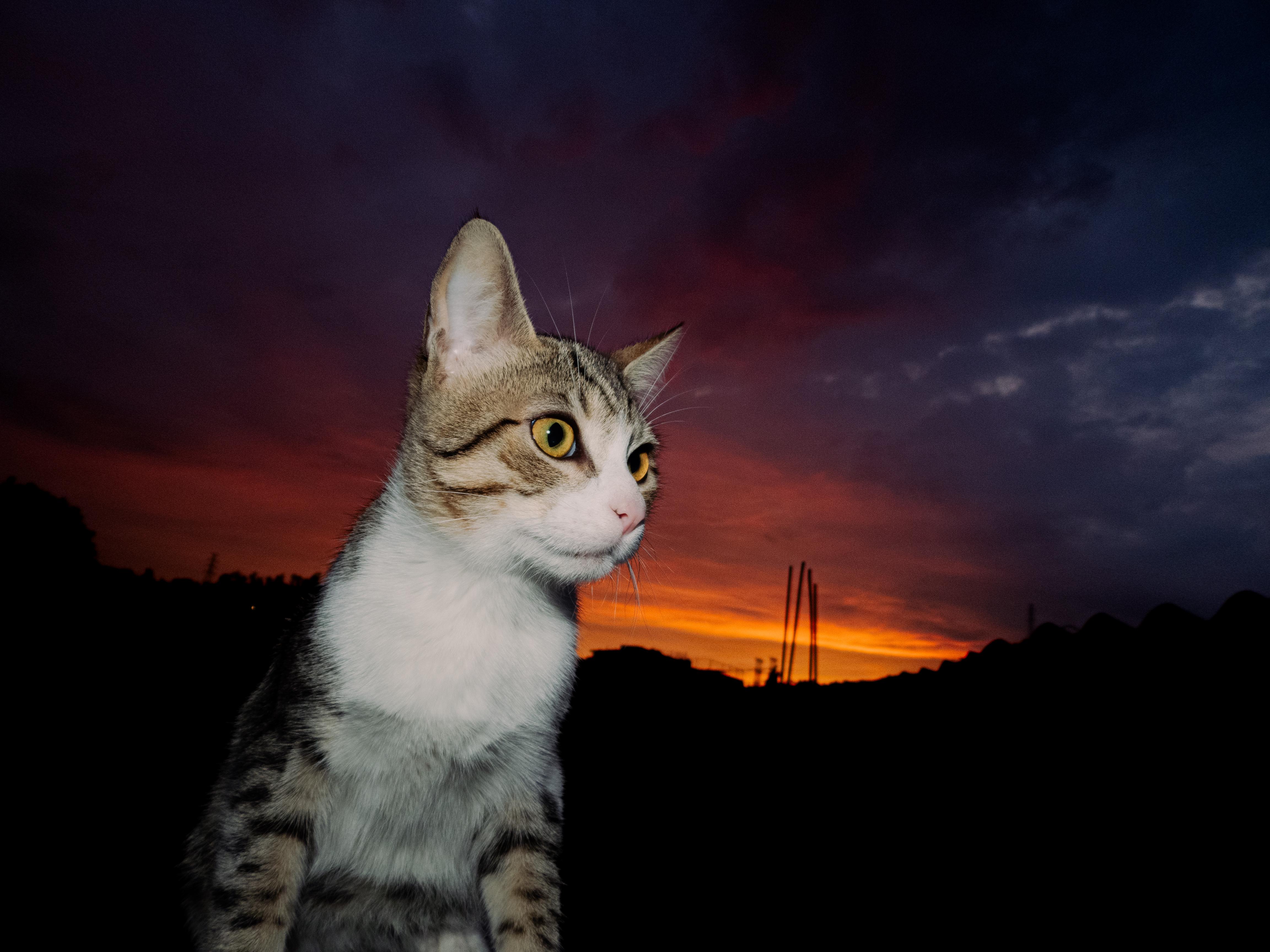 4608x3456 Sunset Cat