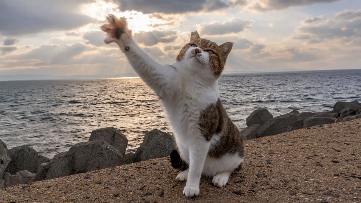 1200x675 Street Cat Photo That Perfectly Capture Feline Chaos In Japan