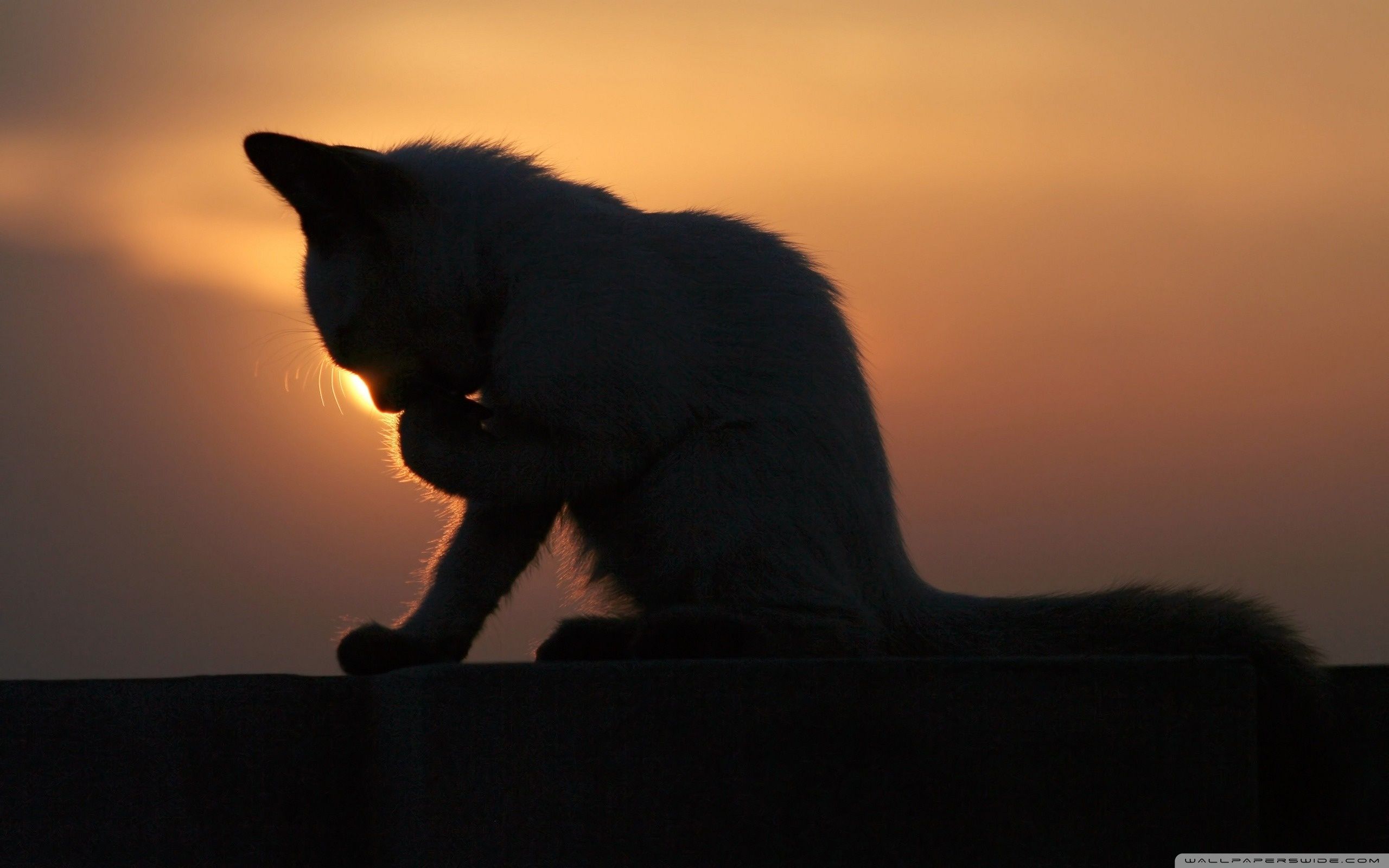 2560x1600 Cat In The Sunset 4K UHD Wallpaper for UltraHD Desktop and TV : Smartphone and Tablet Devices