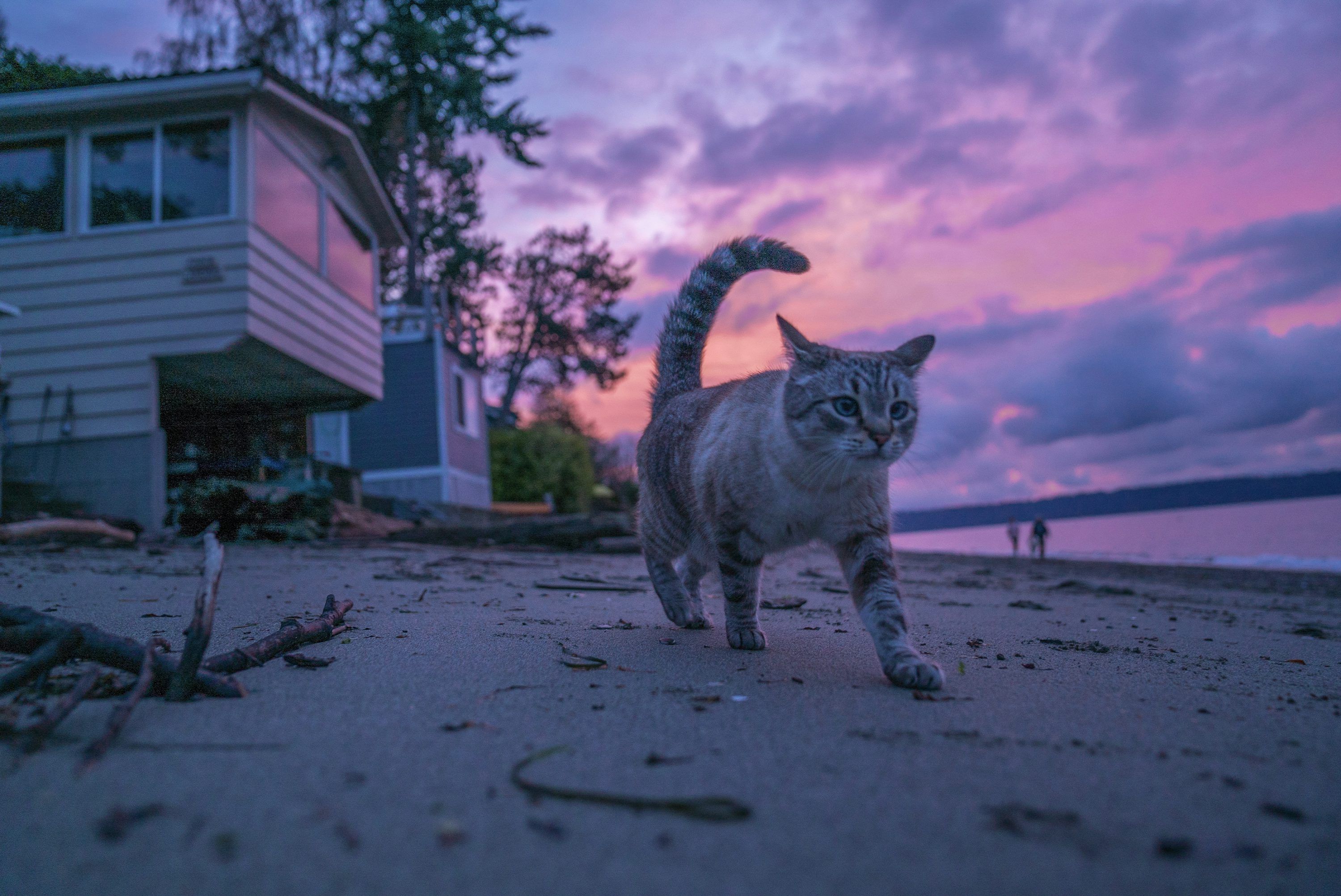 3000x2004 Cat Summer Picture. Download Free Image