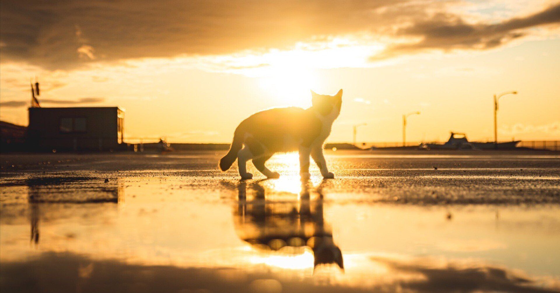 1920x1005 Like a Cat God: The beautiful silhouette of a cat dyed in the sunset on a beach after the rain → You might find yourself mesmerized by the fantastical scenery｜Cat Press（キャットプレス）