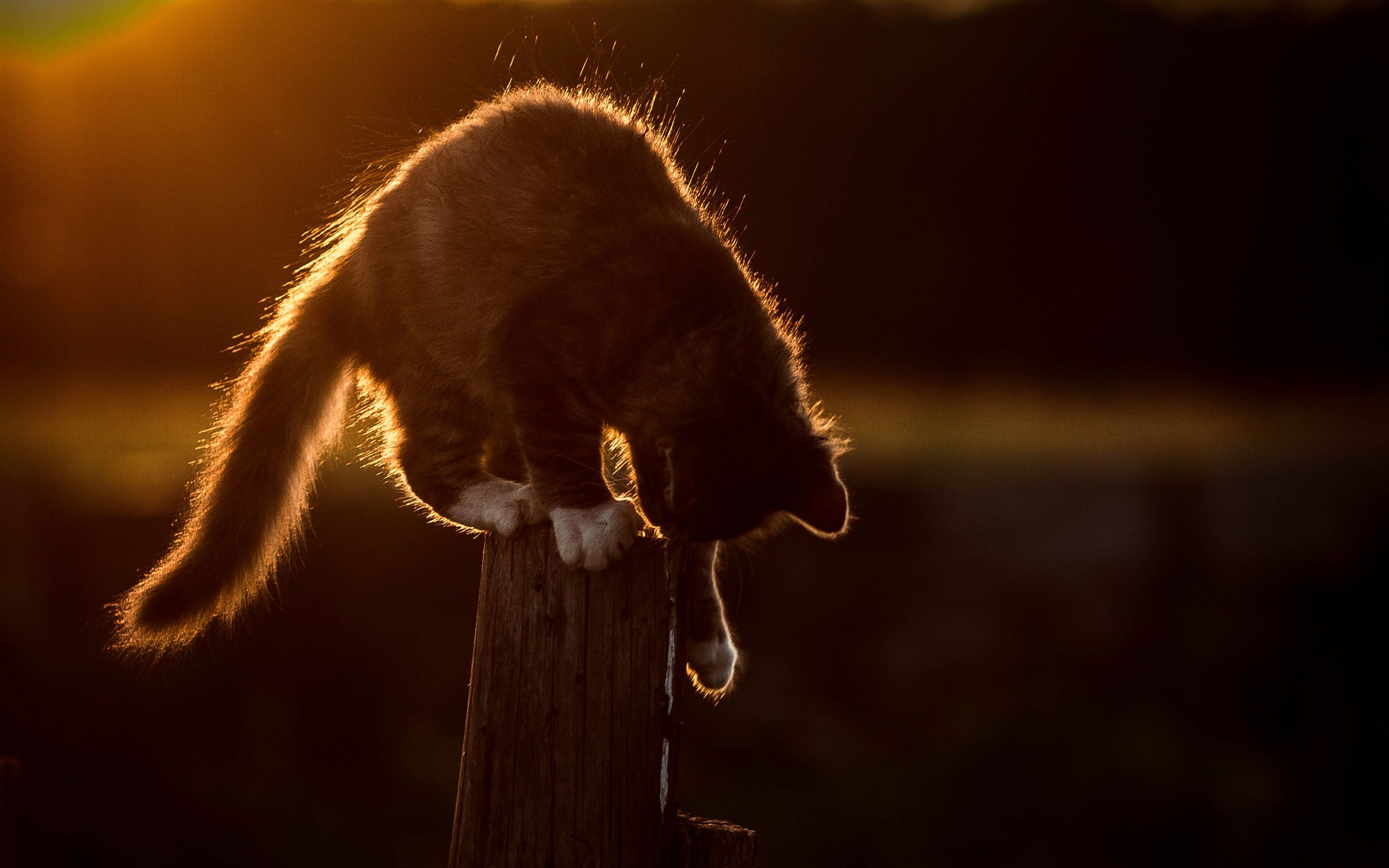 2880x1800 Wallpaper Cat sit on fence, sunset 2880x1800 Picture, Image