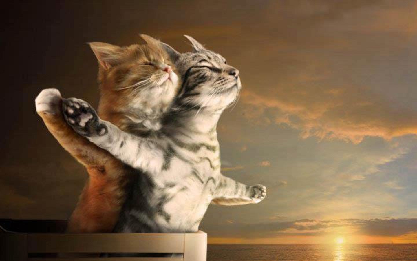 1440x900 Desktop wallpaper: Kitten, Titanic, Humor, Cat, Cute, Love, Romantic, Sunset 4K free download for PC. 1500230