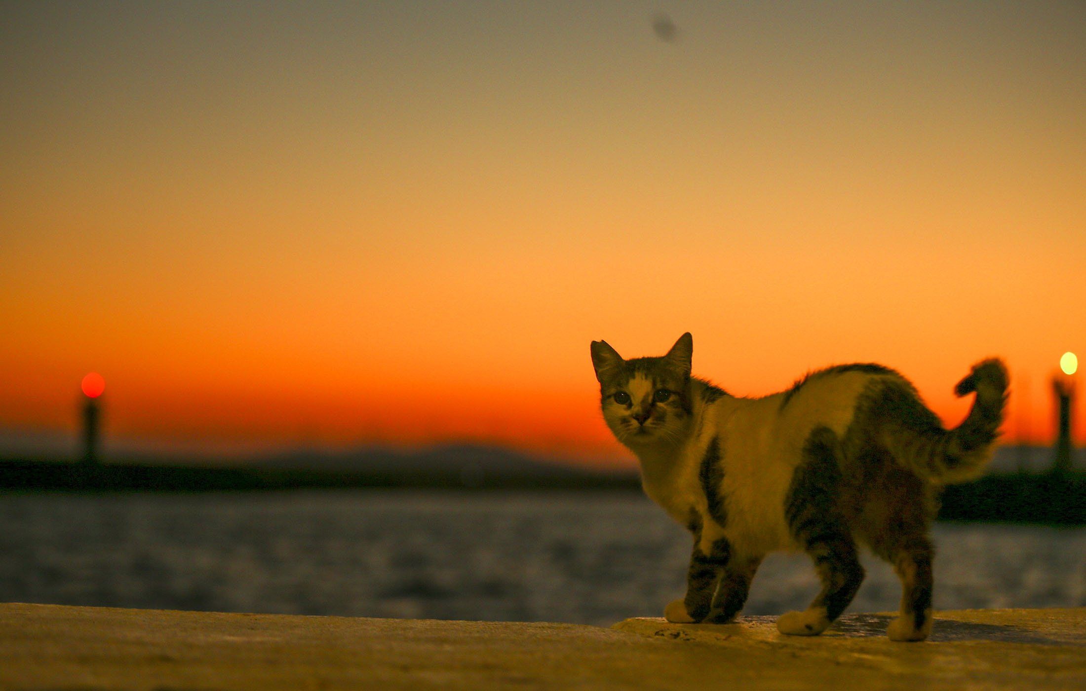 2200x1401 Droughts, floods and a cat: Weekly top photo