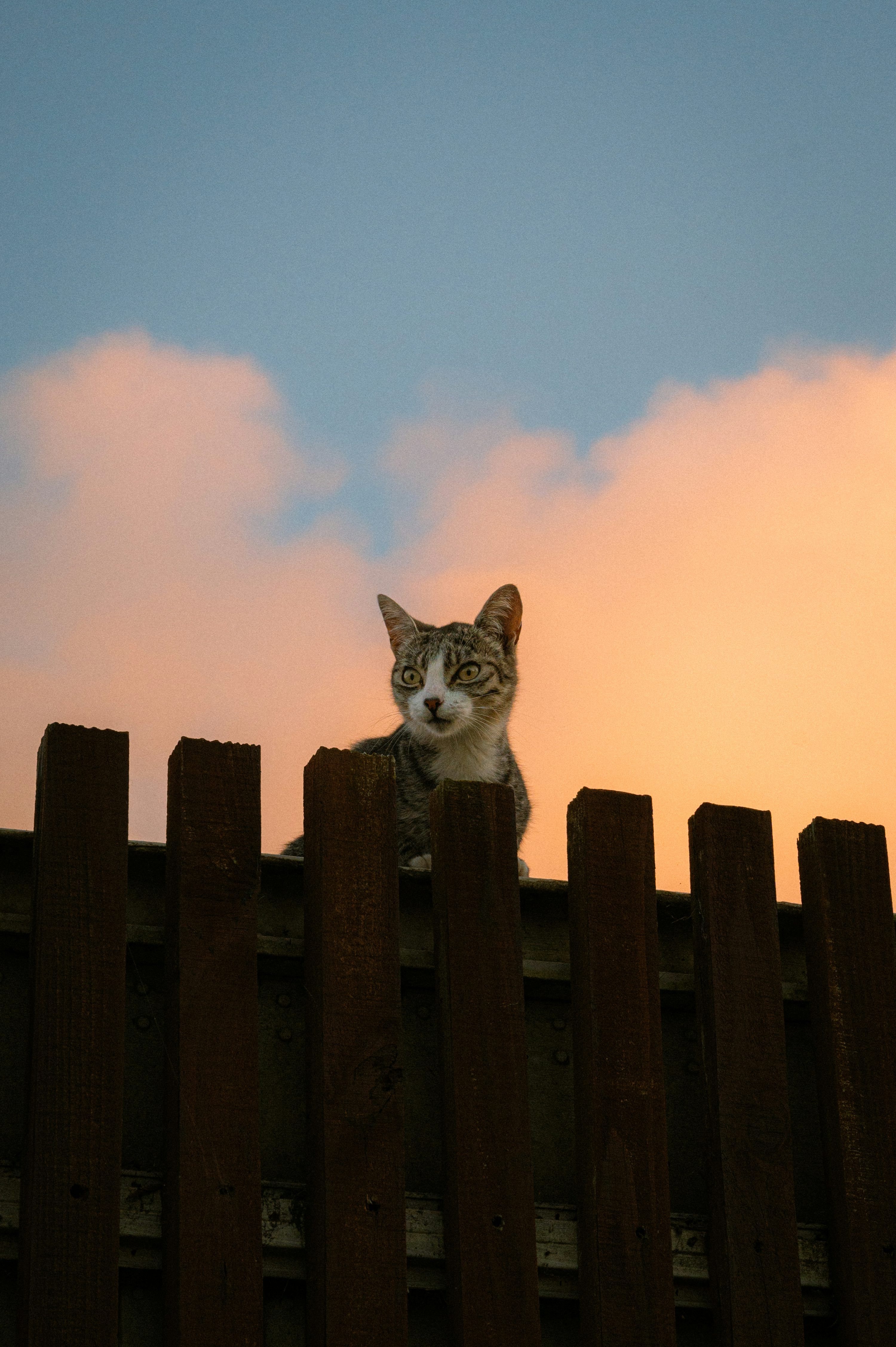 3000x4509 A tabby cat sits on a wooden fence at sunset. photo