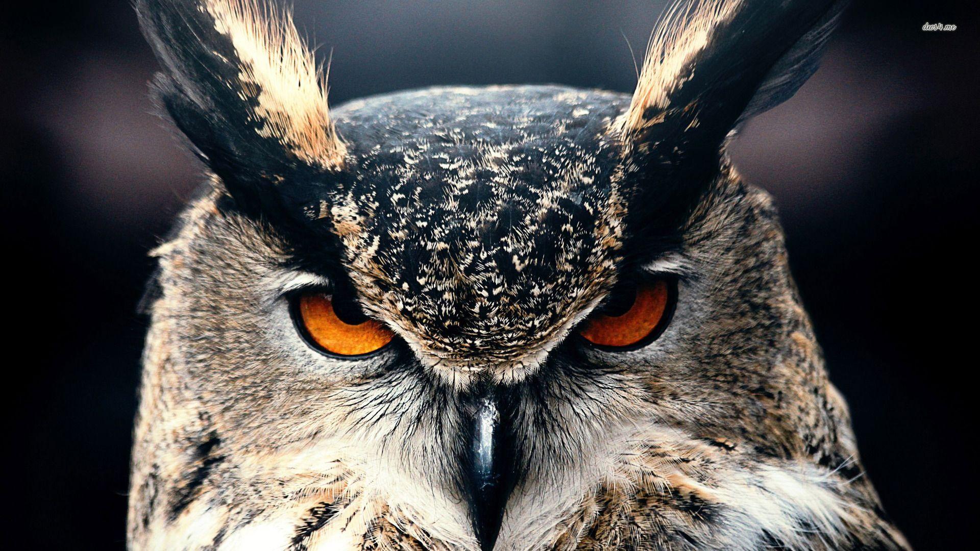Angry Owl Wallpapers Top Free Angry Owl Backgrounds WallpaperAccess
