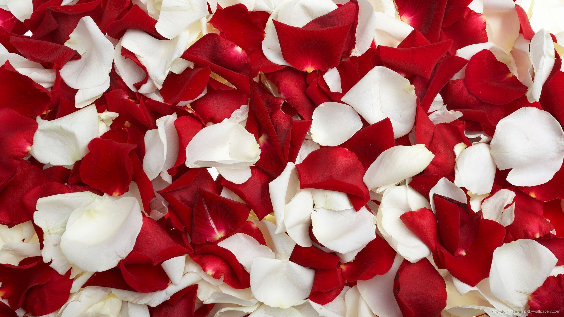 1920x1080 Background Roses Wallpaper