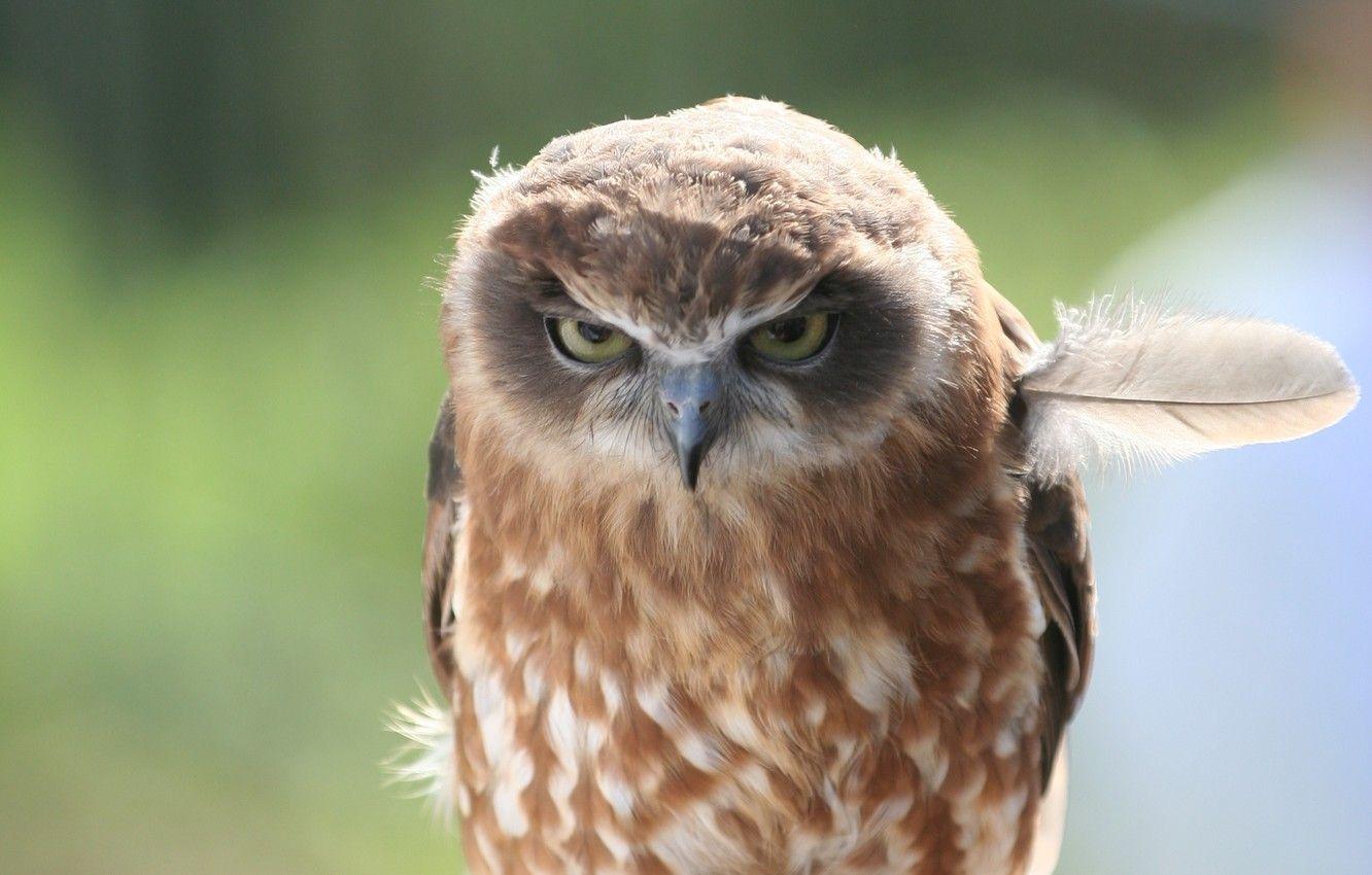 1332x850 Wallpaper pen, bird, Owl, owl, angry image for desktop, section животные