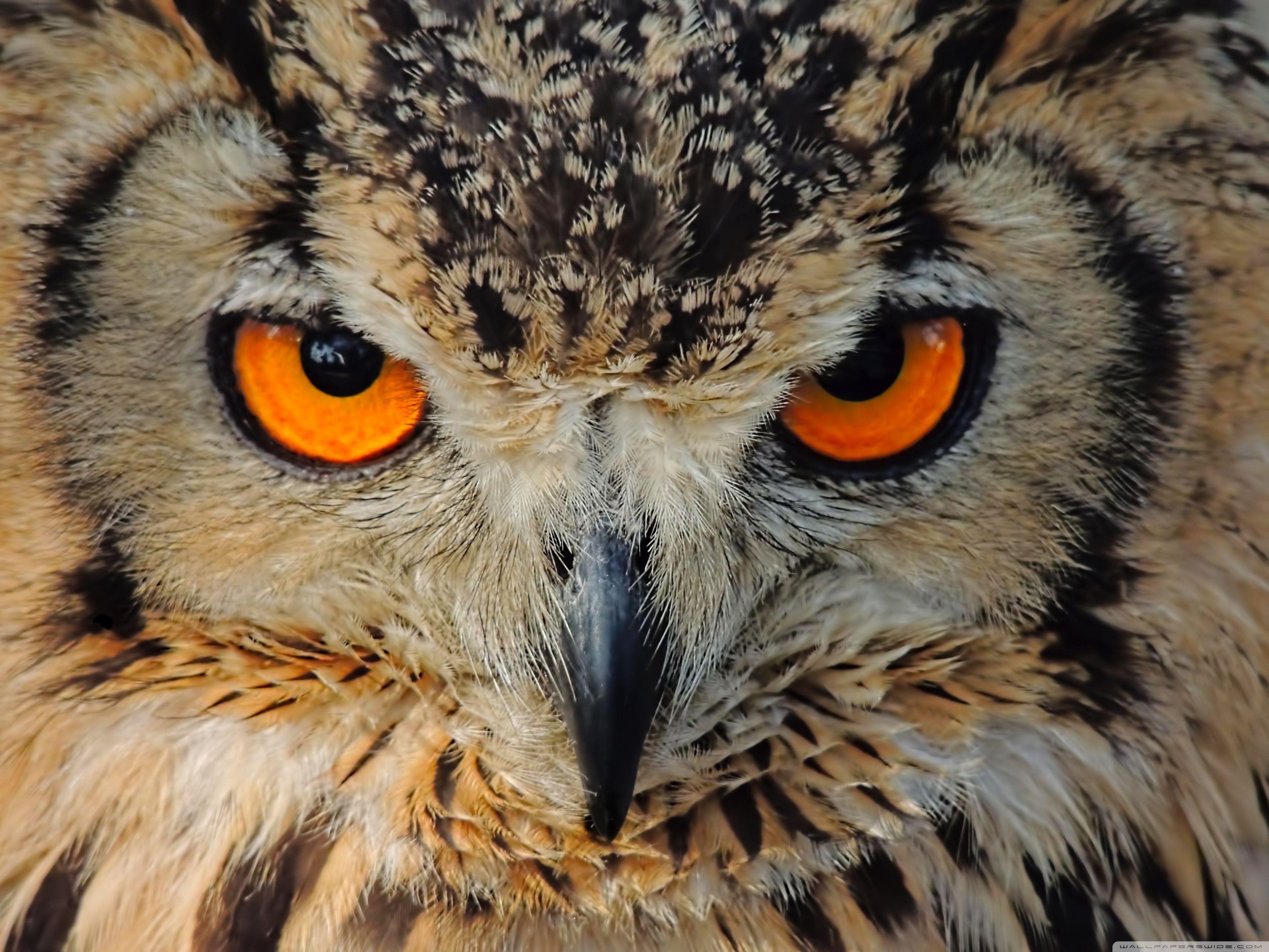3200x2400 Indian Owl Ultra HD Desktop Background Wallpaper for 4K UHD TV : Widescreen & UltraWide Desktop & Laptop