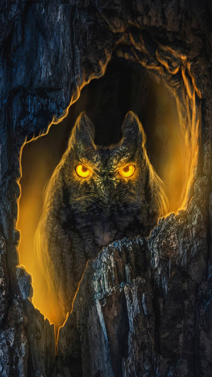 Angry Owl Wallpapers - Top Free Angry Owl Backgrounds - WallpaperAccess