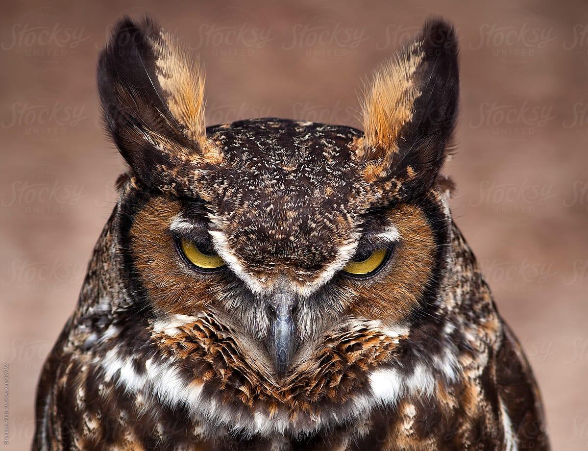Angry Owl Wallpapers Top Free Angry Owl Backgrounds WallpaperAccess
