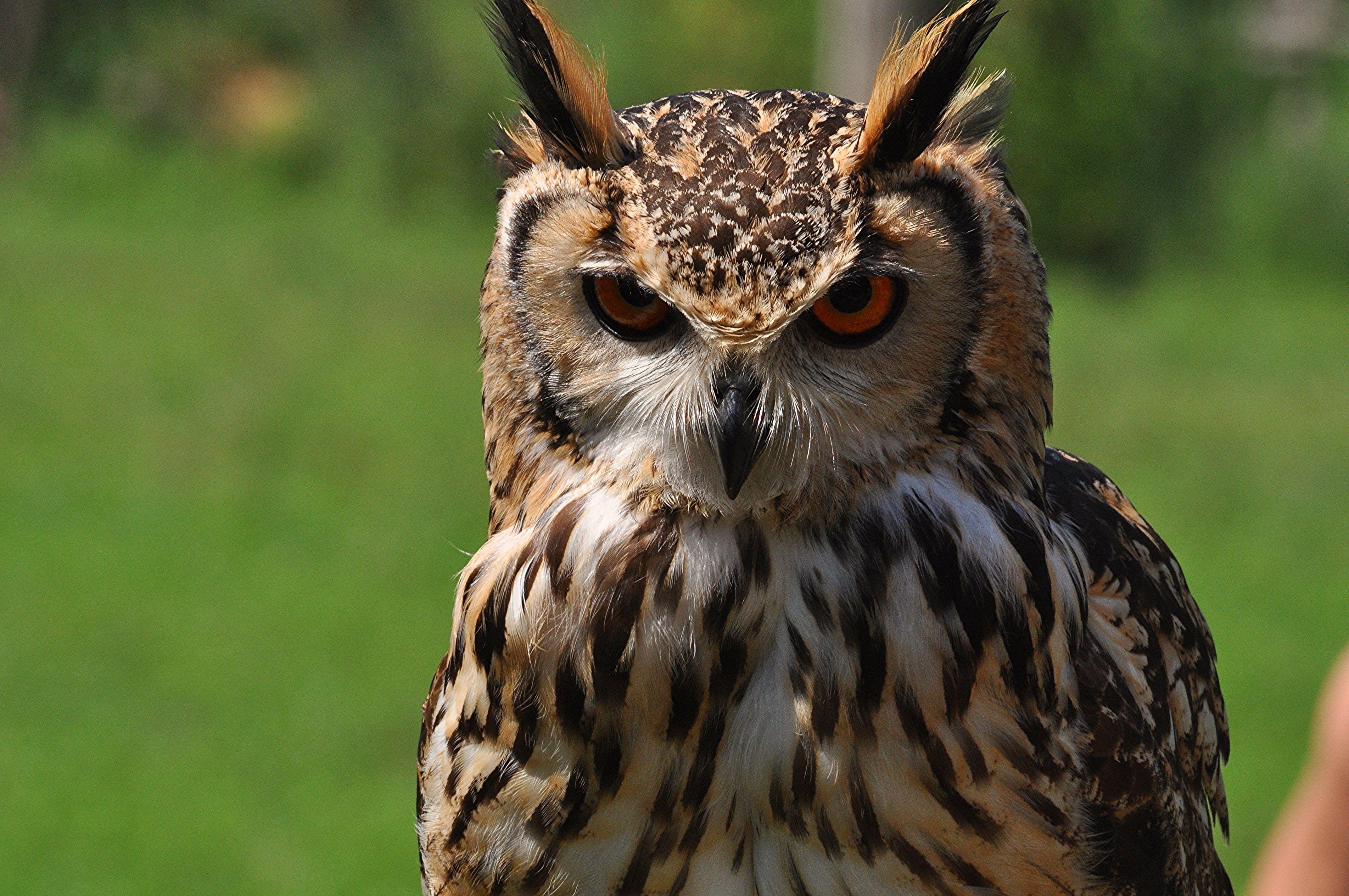 4288x2848 angry OWL free image