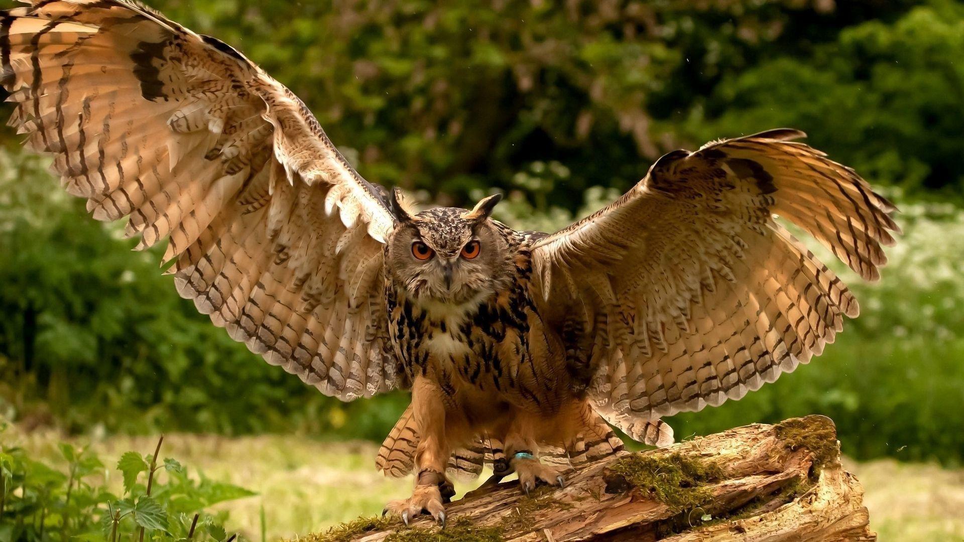 1920x1080 Download 1920x1080 HD Wallpaper owl angry wing branch bird, Desktop Background HD