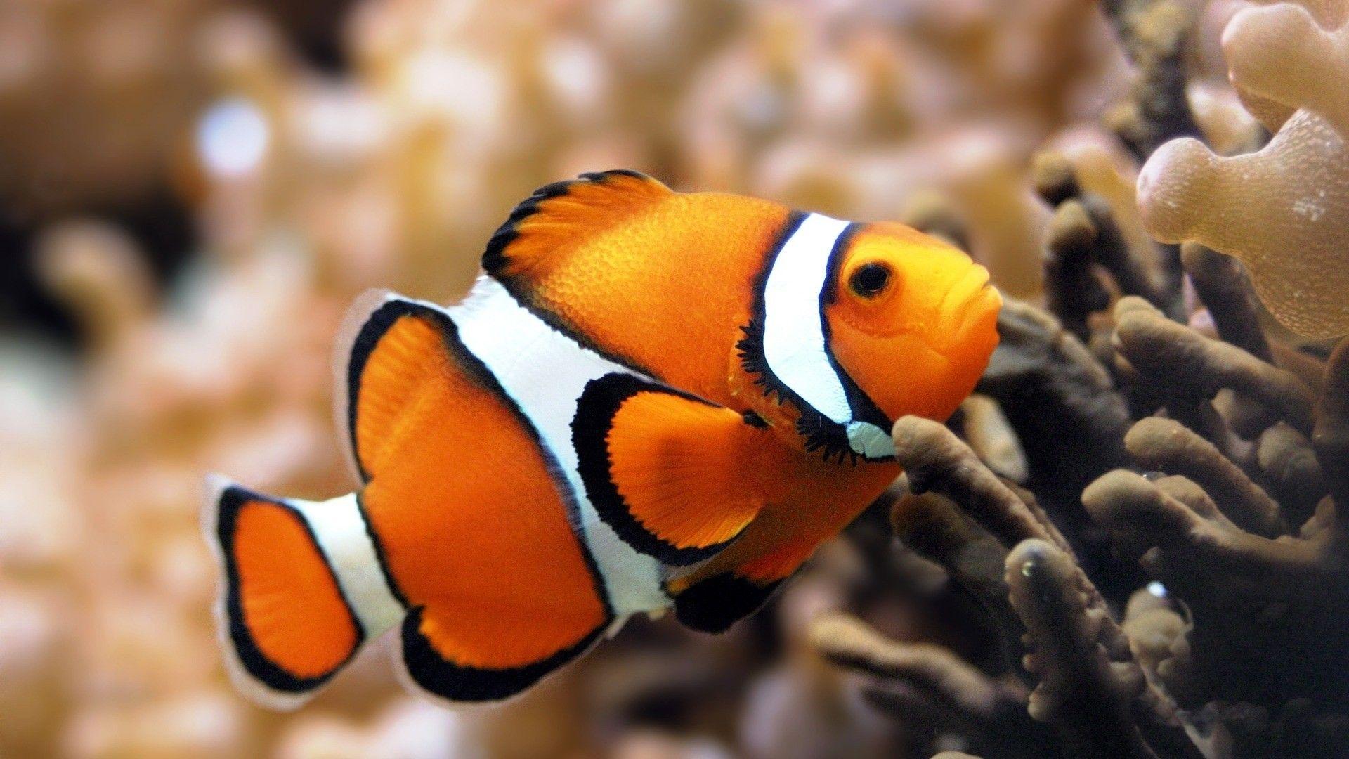 1920x1080 Fish Wallpaper