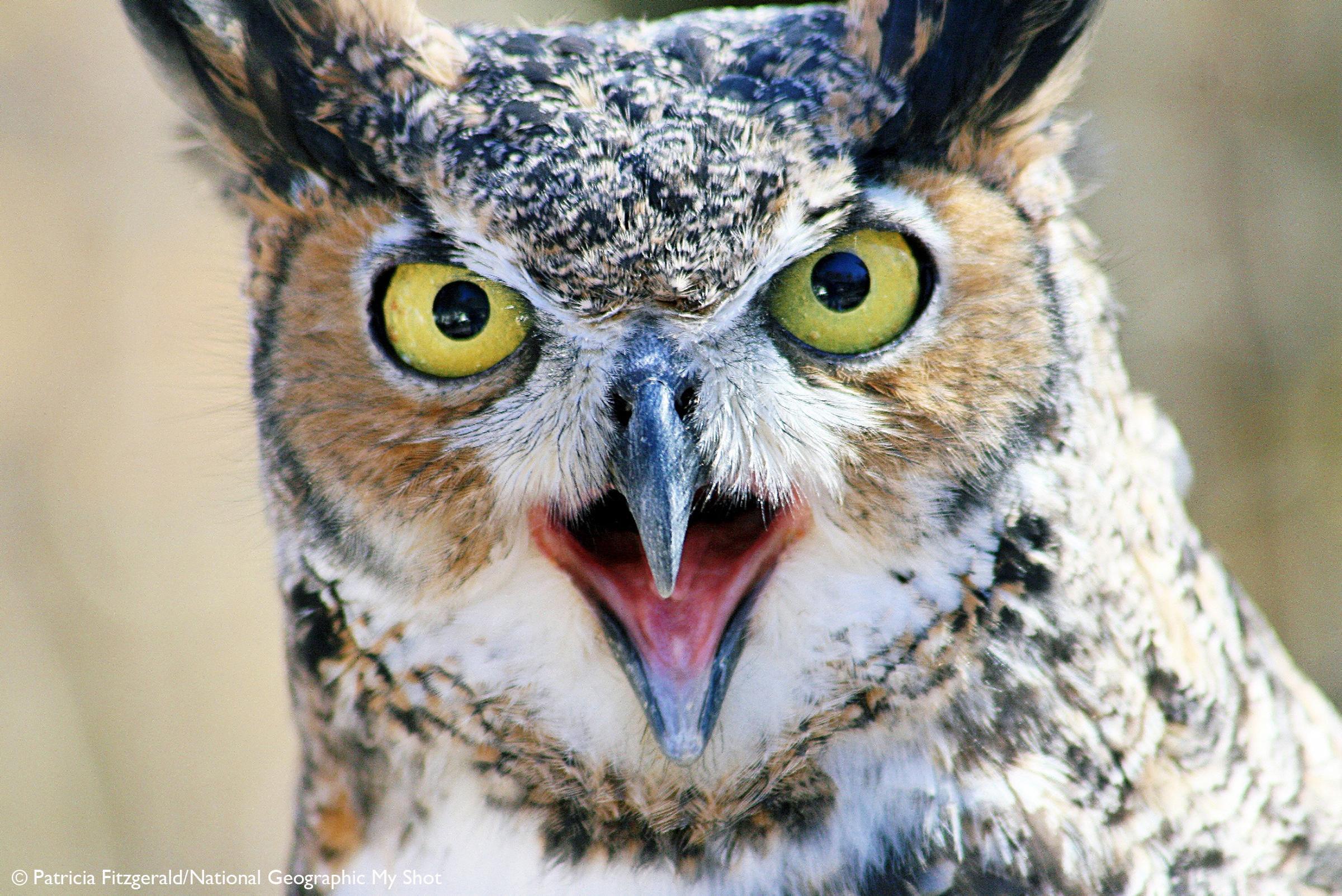 Angry Owl Wallpapers - Top Free Angry Owl Backgrounds - WallpaperAccess