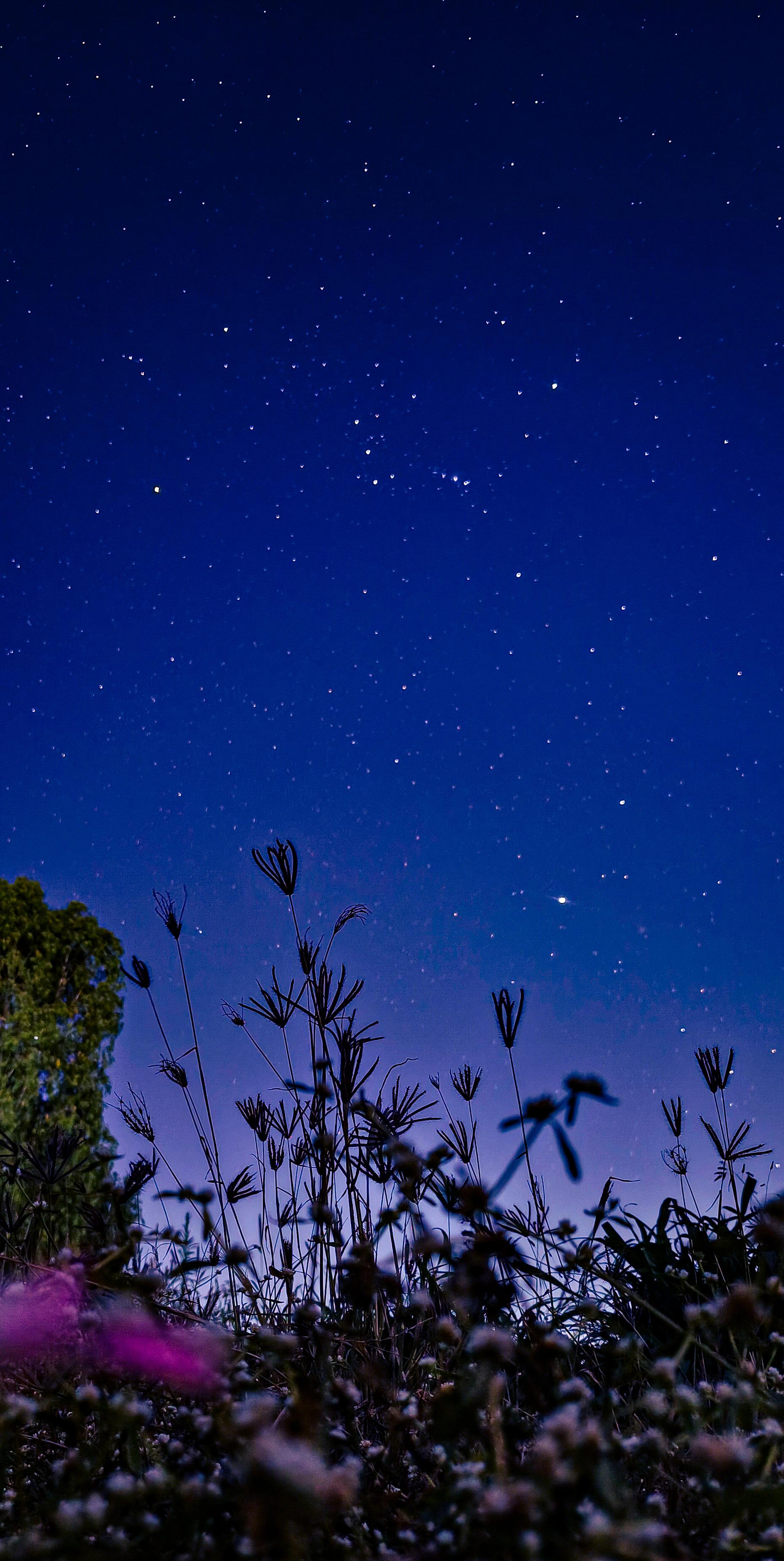 1864x3710 Who could imagine to get such a clear starlit night view in Bangalore